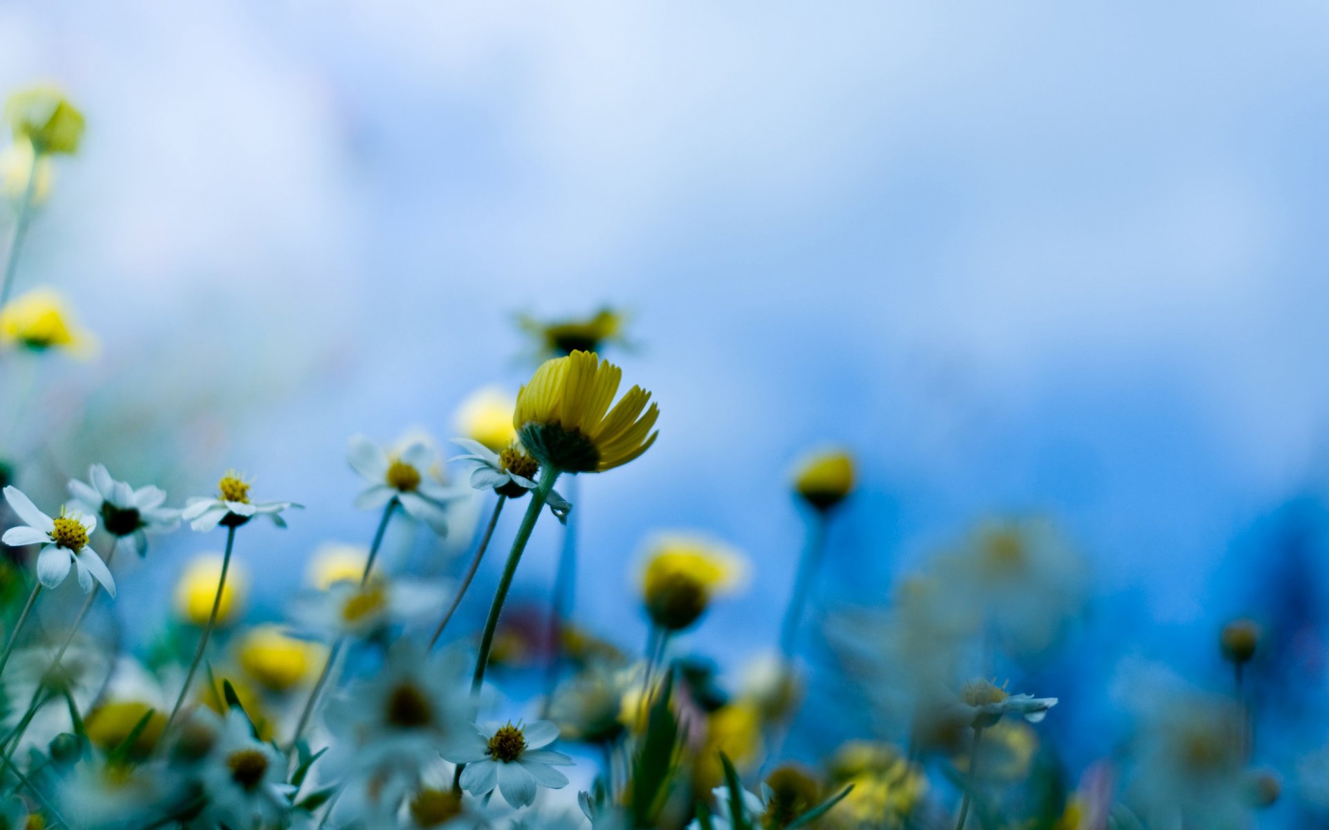 fleurs de prairie gros plan tige