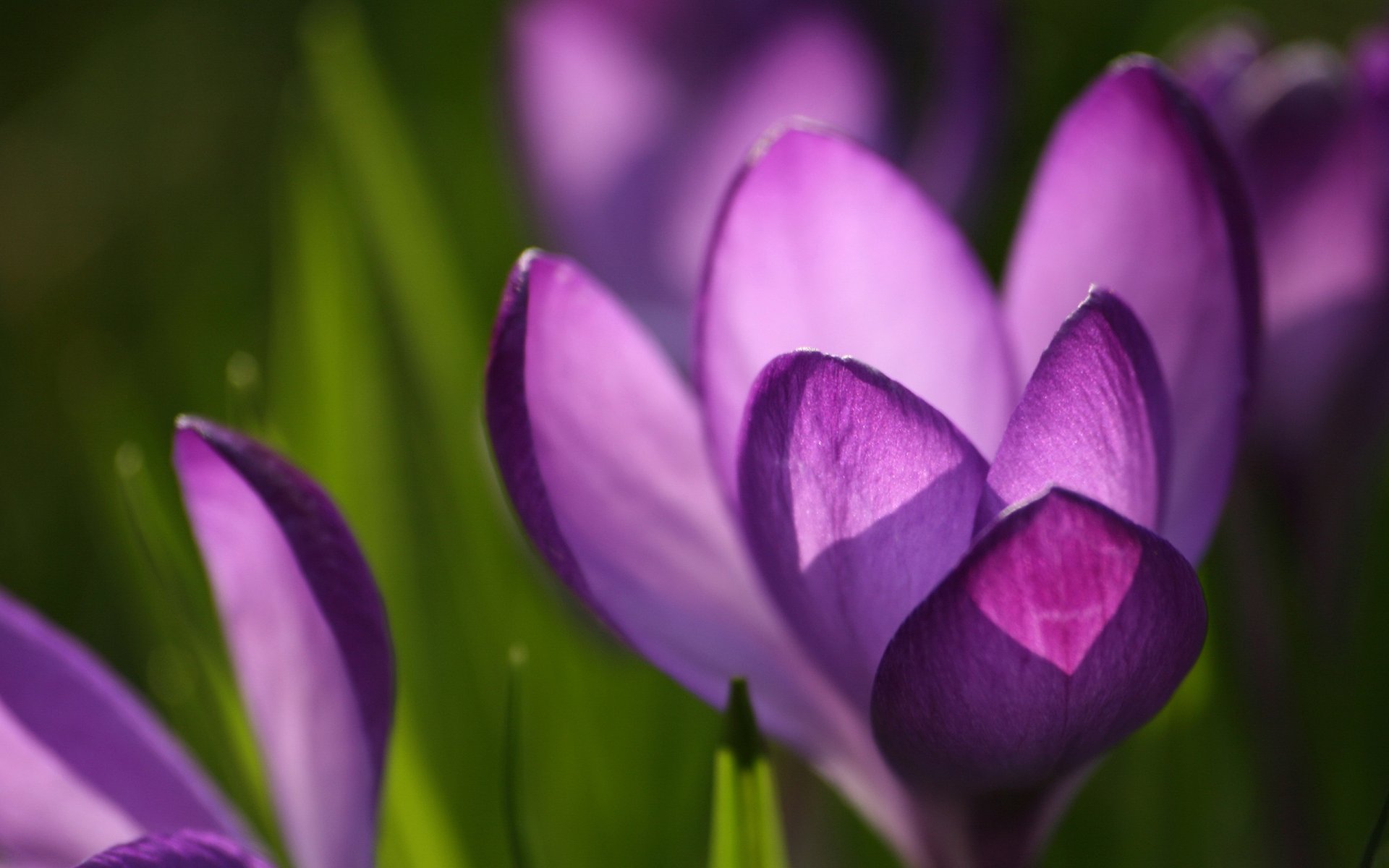 crocus purple close up