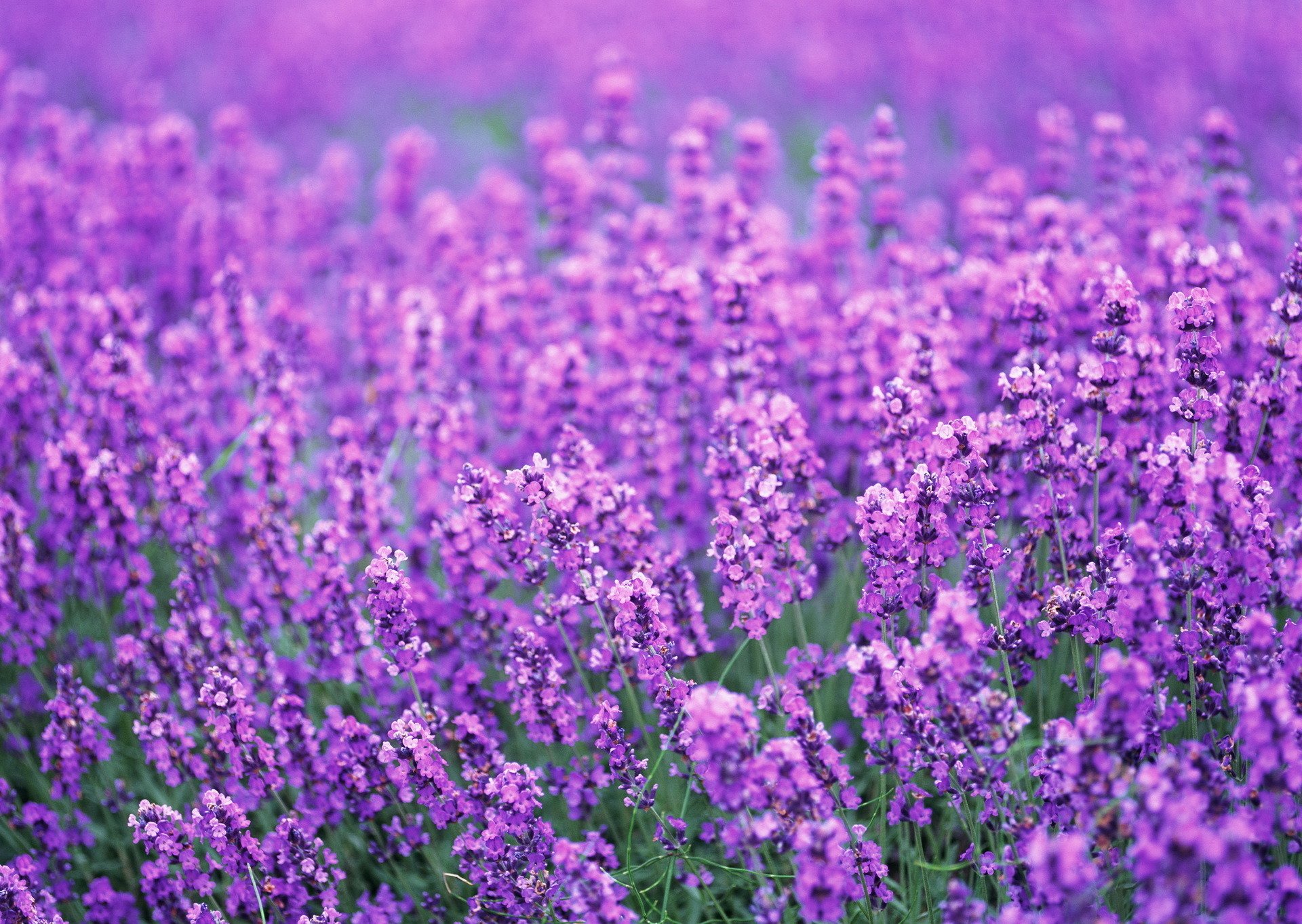 lavender the field flower purple summer