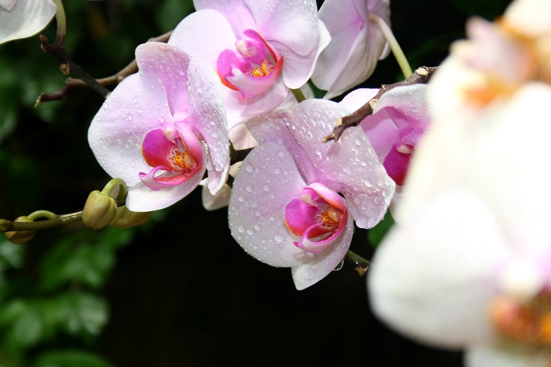 flower crimea close up orchid