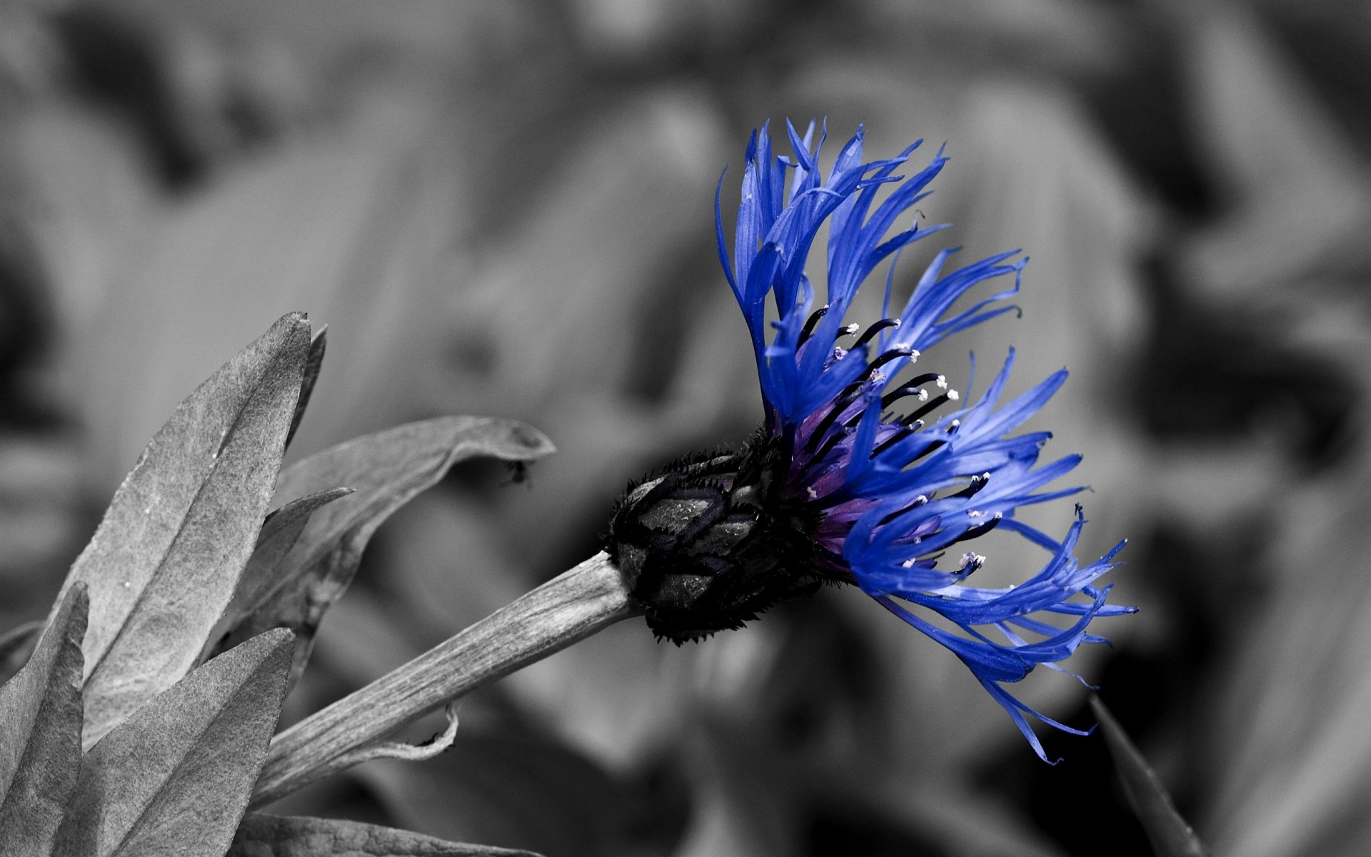 noir et blanc bleu contraste