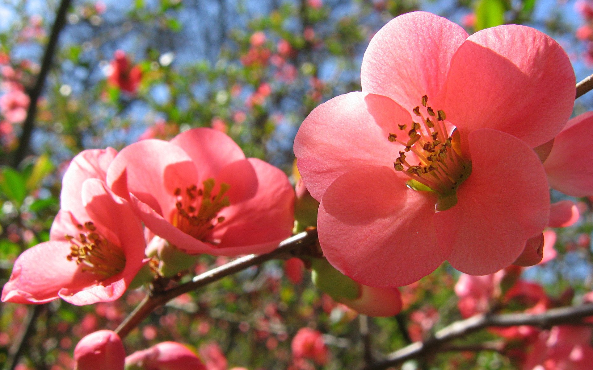 floraison fleurs roses printemps