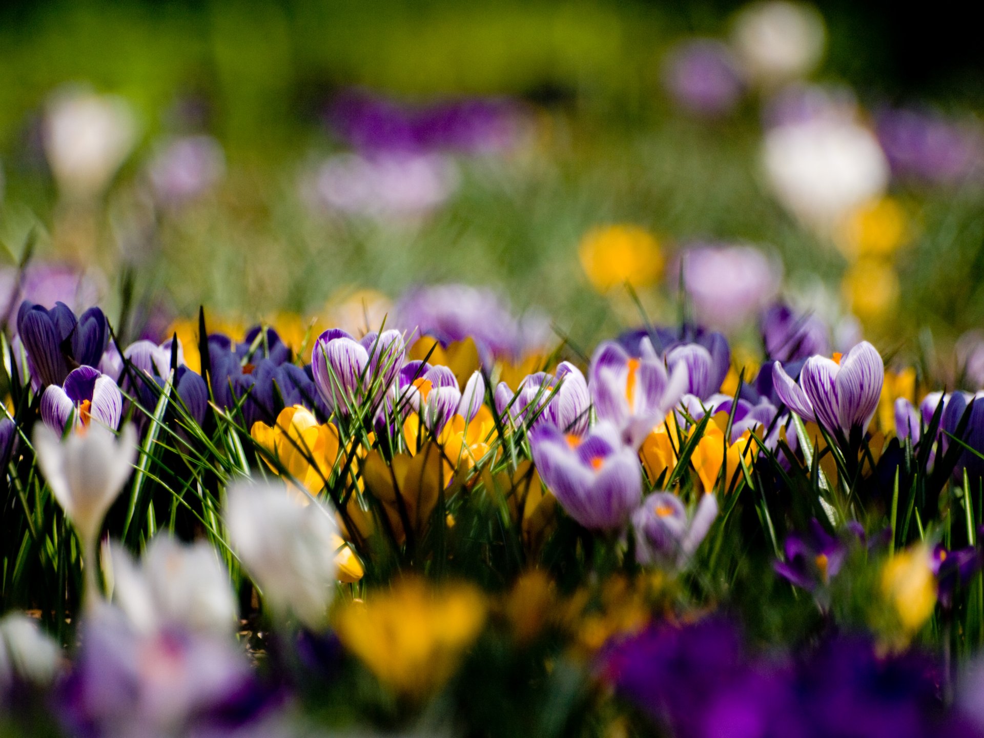 crocus fleurs violet jaune clairière printemps