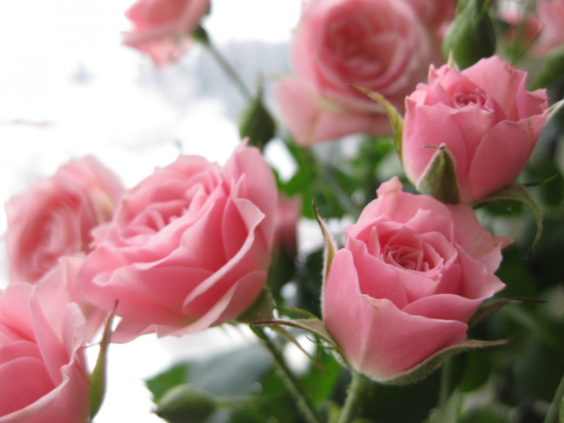 flower roses bouquet