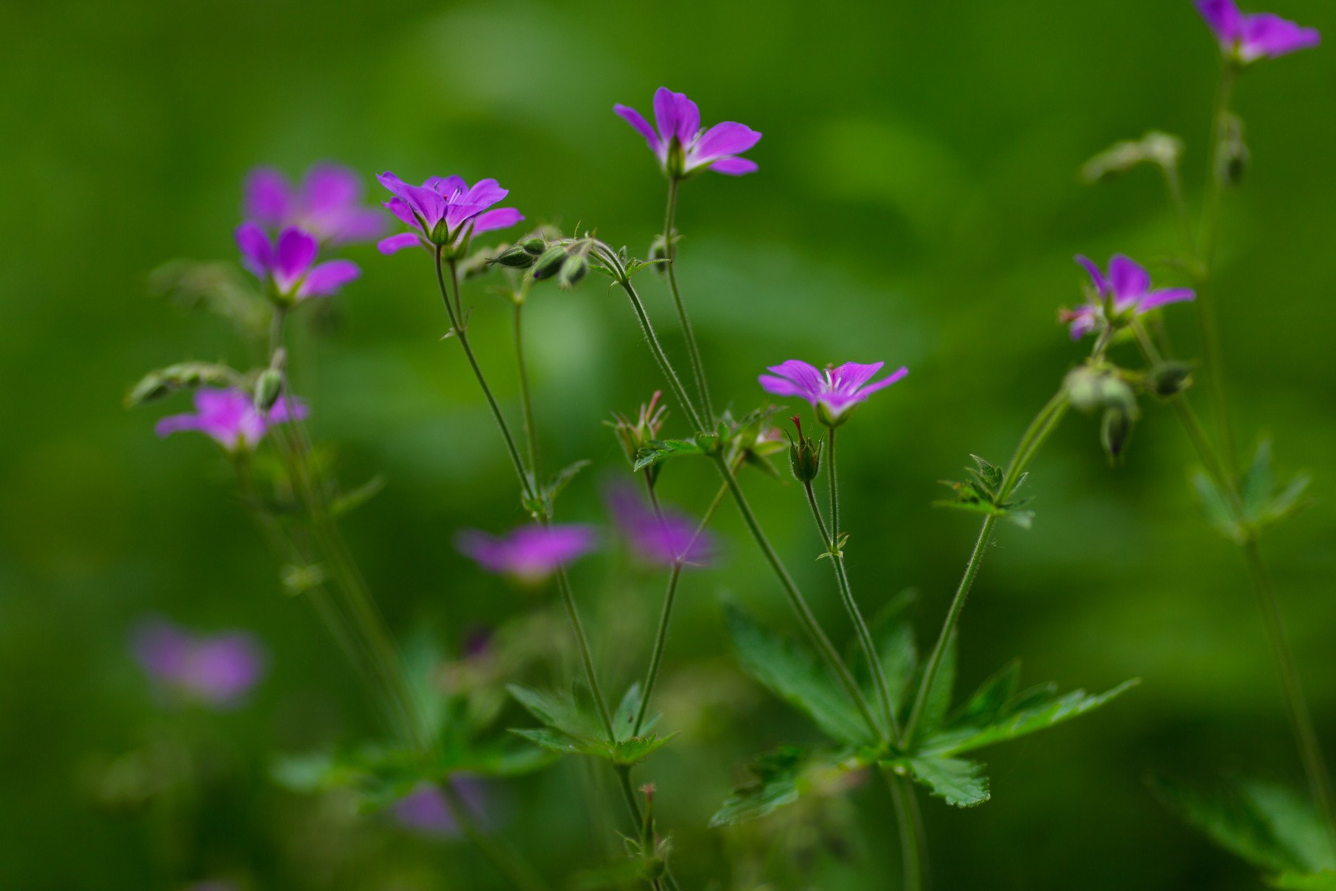 fleurs violettes été fond vert