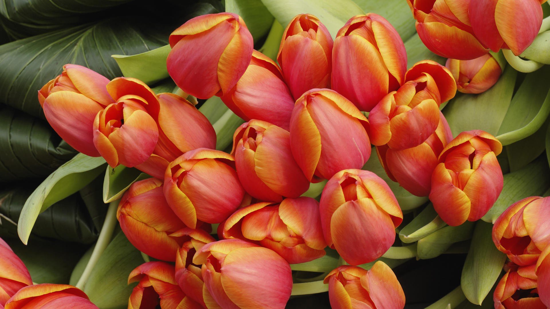 tulipani bouquet fiori