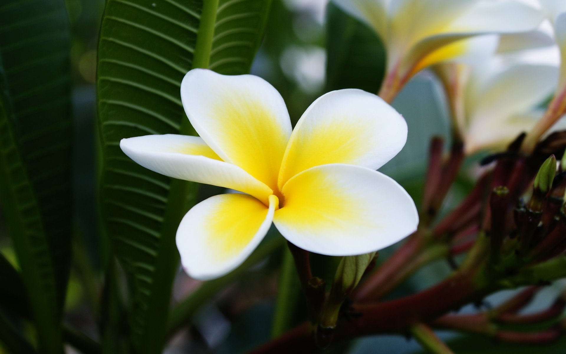 flower petals mesmeric