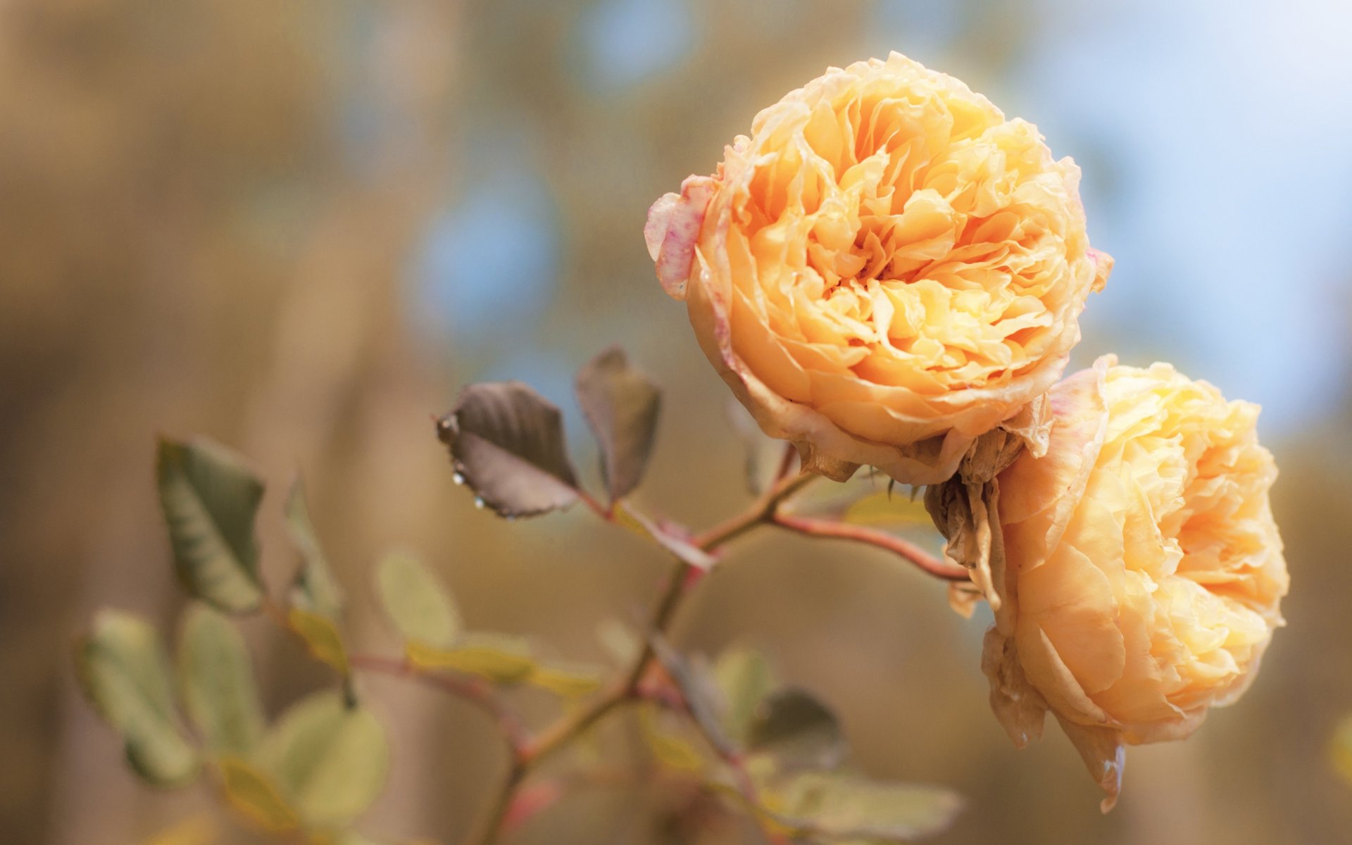 rosa rose fiori petali boccioli macro arancione pesca colore luce tenerezza elaborazione