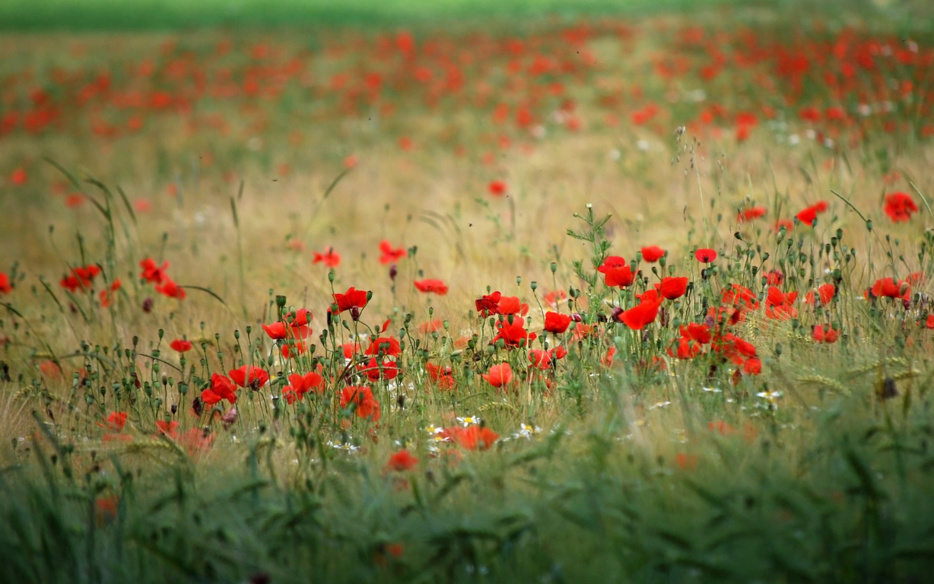 nature the field flower plants poppies background wallpaper