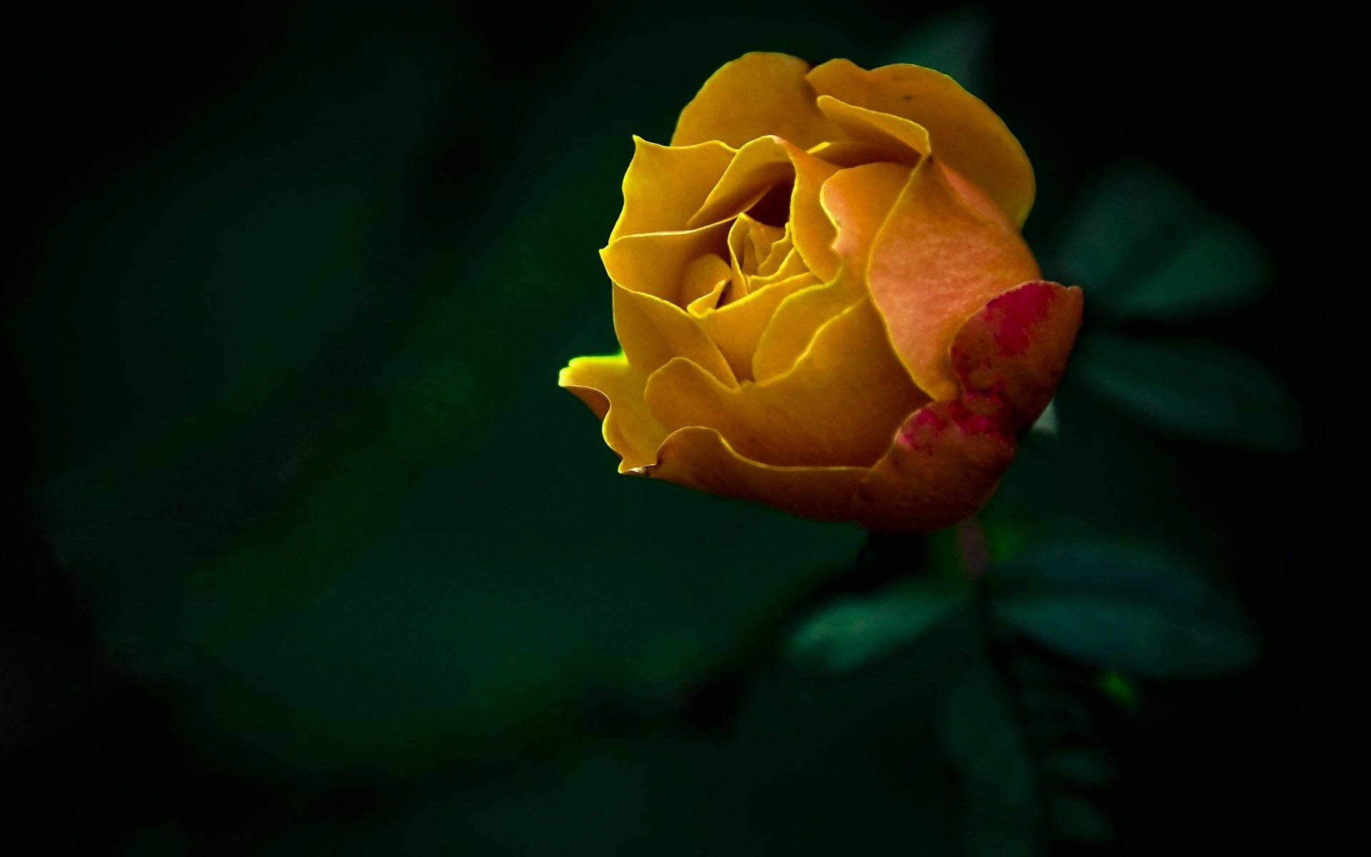 flower rose nature photo