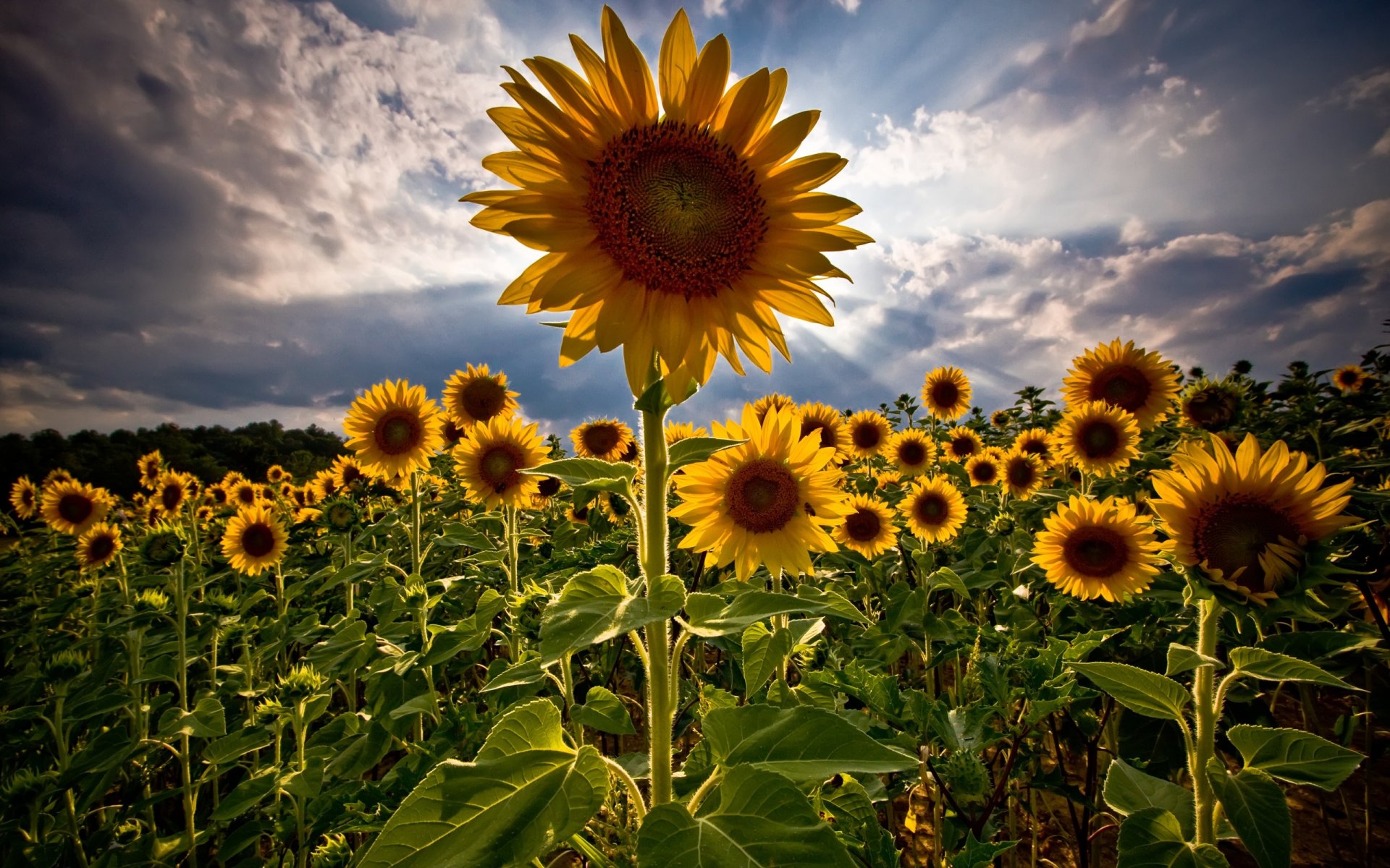 feld sonnenblumen sommer