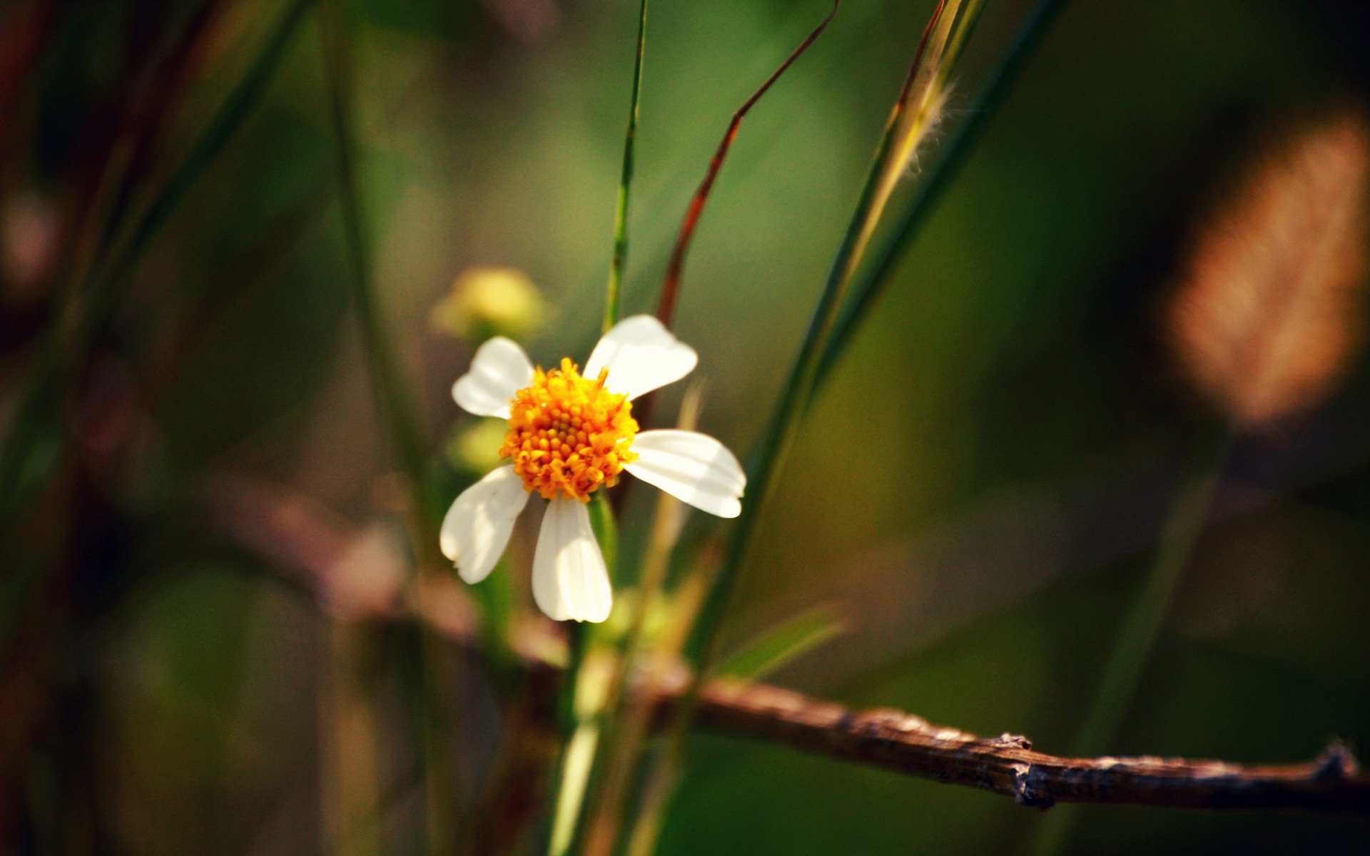 makro pflanzen blätter blume blütenblätter stiel