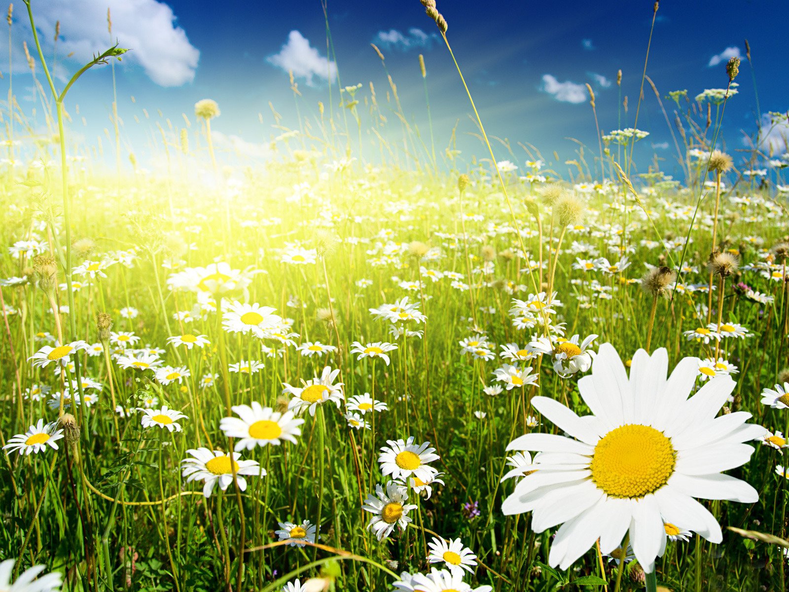 the field flower white chamomile grass spikes green sky clouds solar