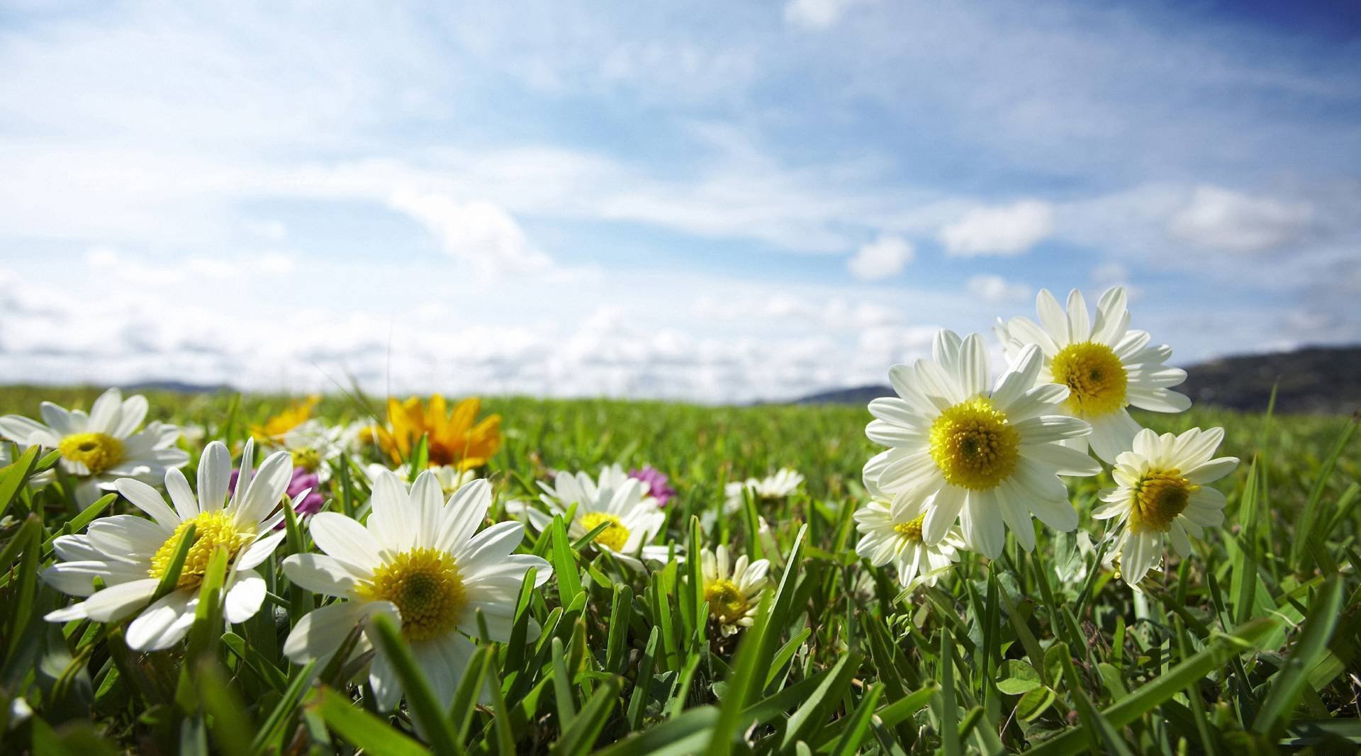 nature plants the field grass flower chamomile sky light rays sun