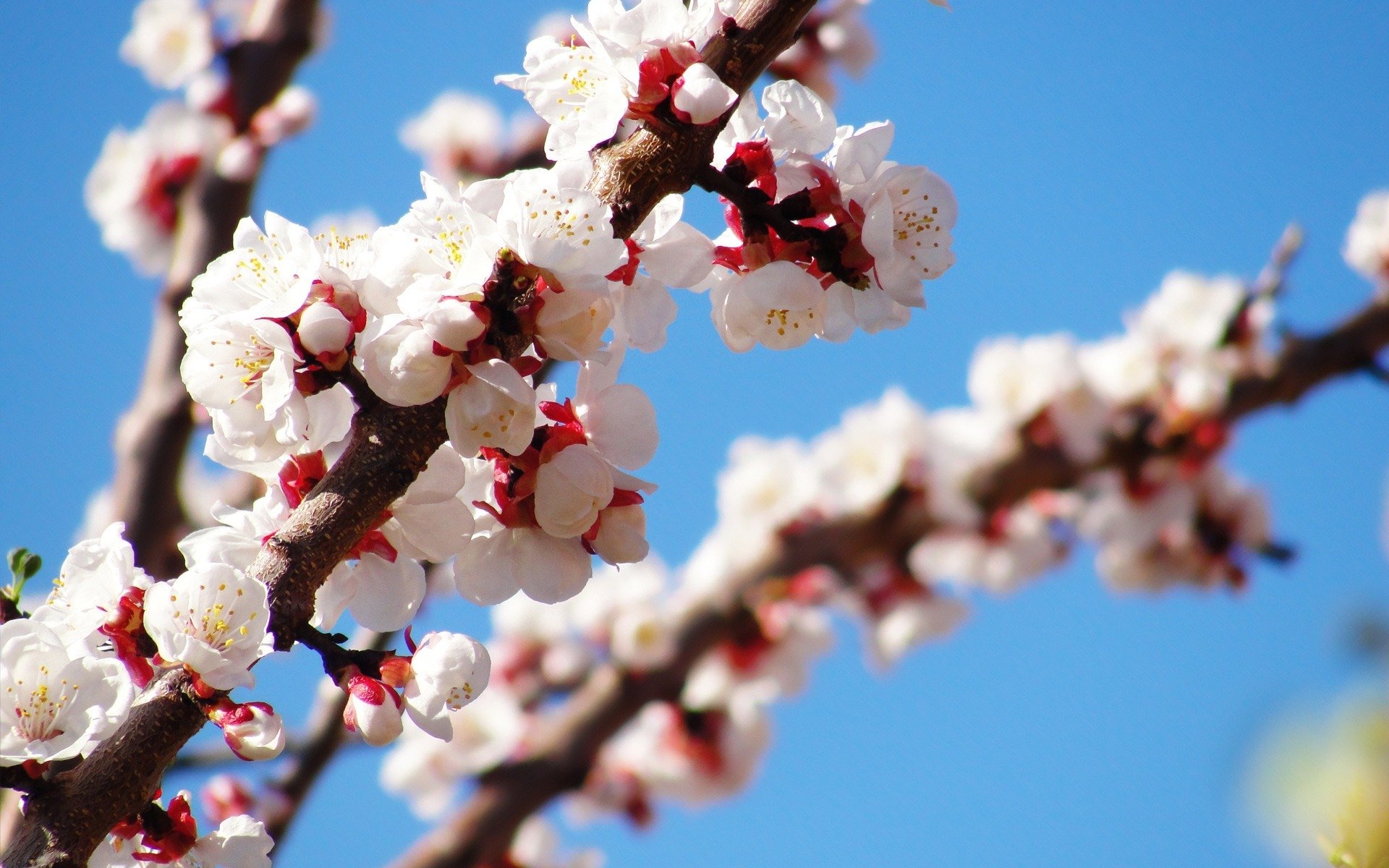 tree spring bloom