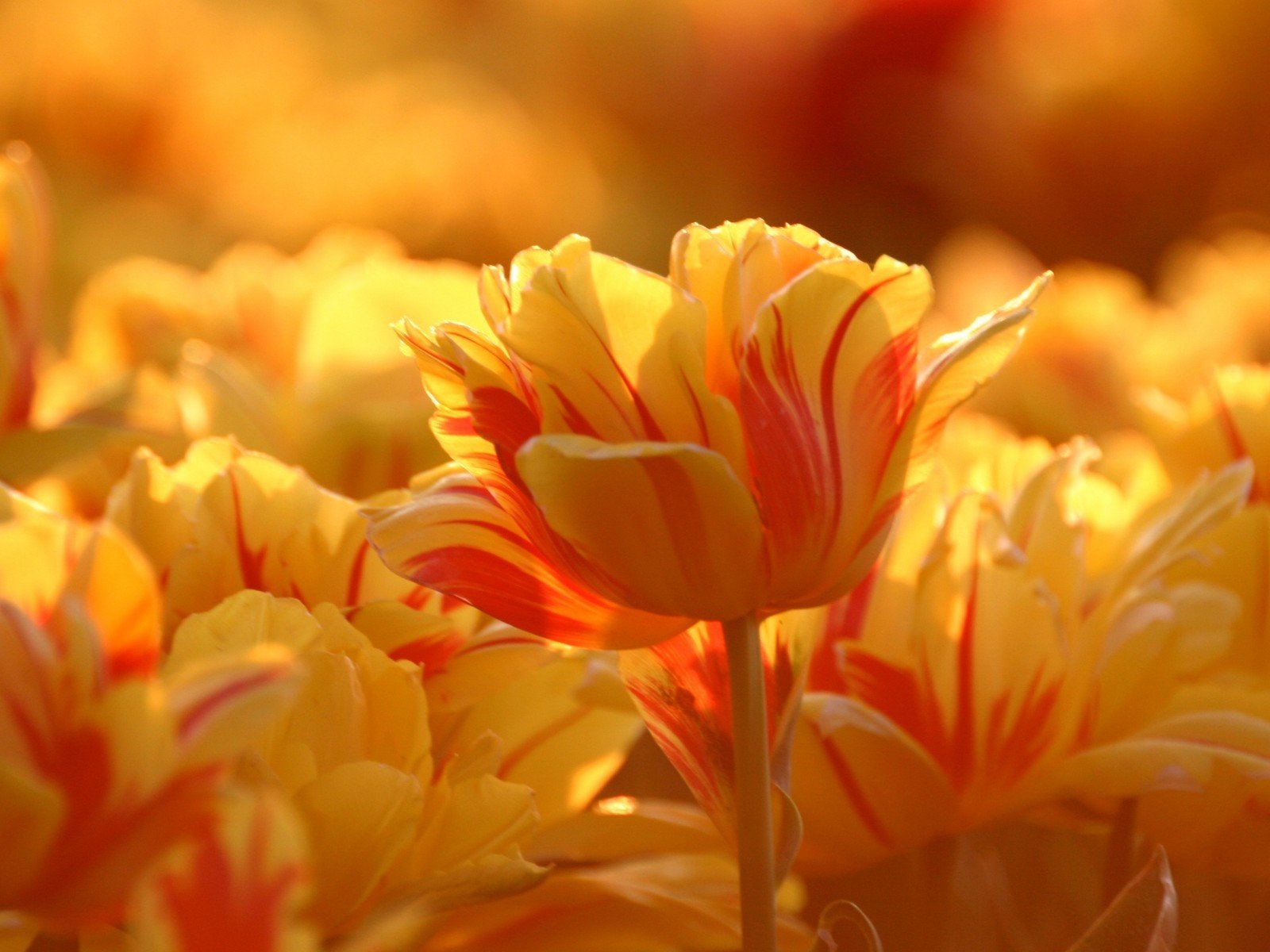 tulips bud yellow