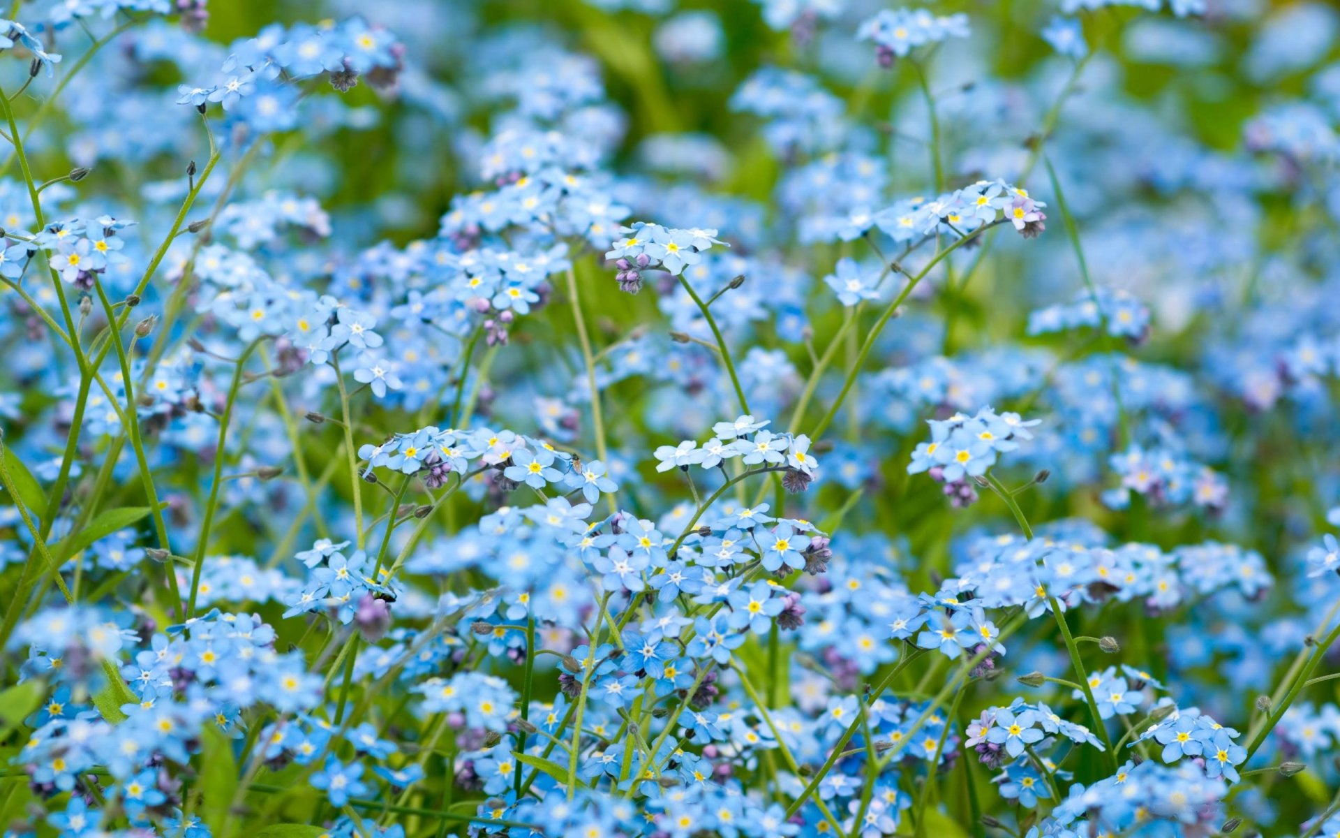 fleurs nature gros plan de fleurs