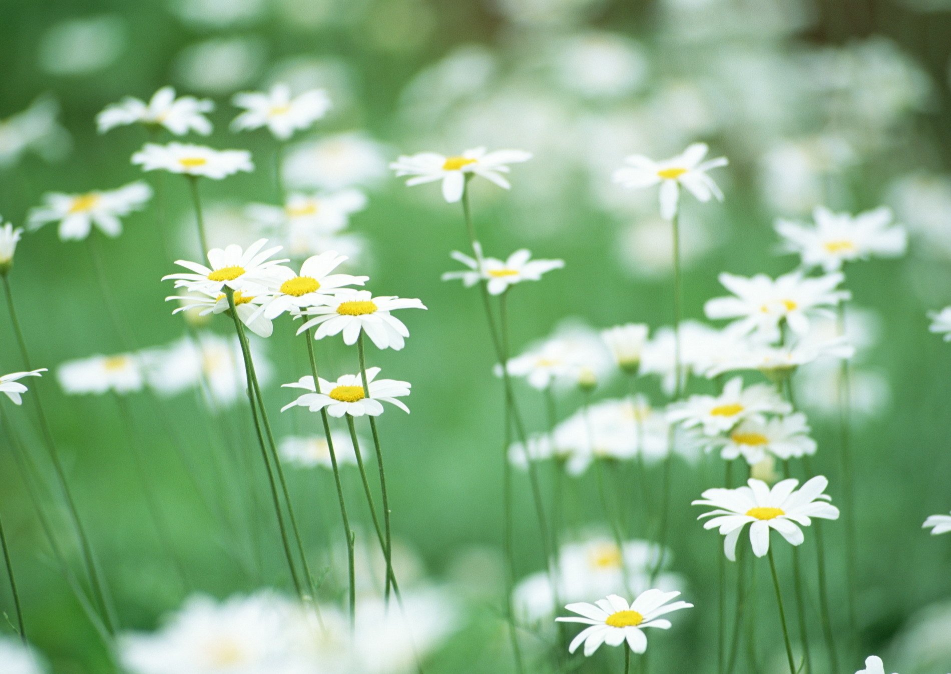 gänseblümchen blumen grüns feld zärtlichkeit