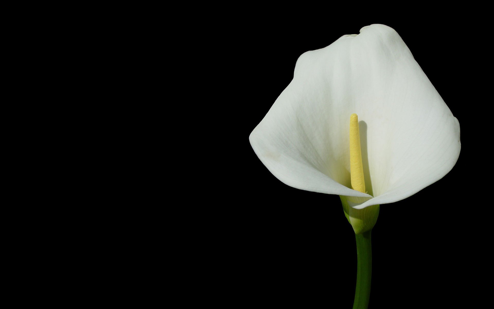 calla fleur fond sombre