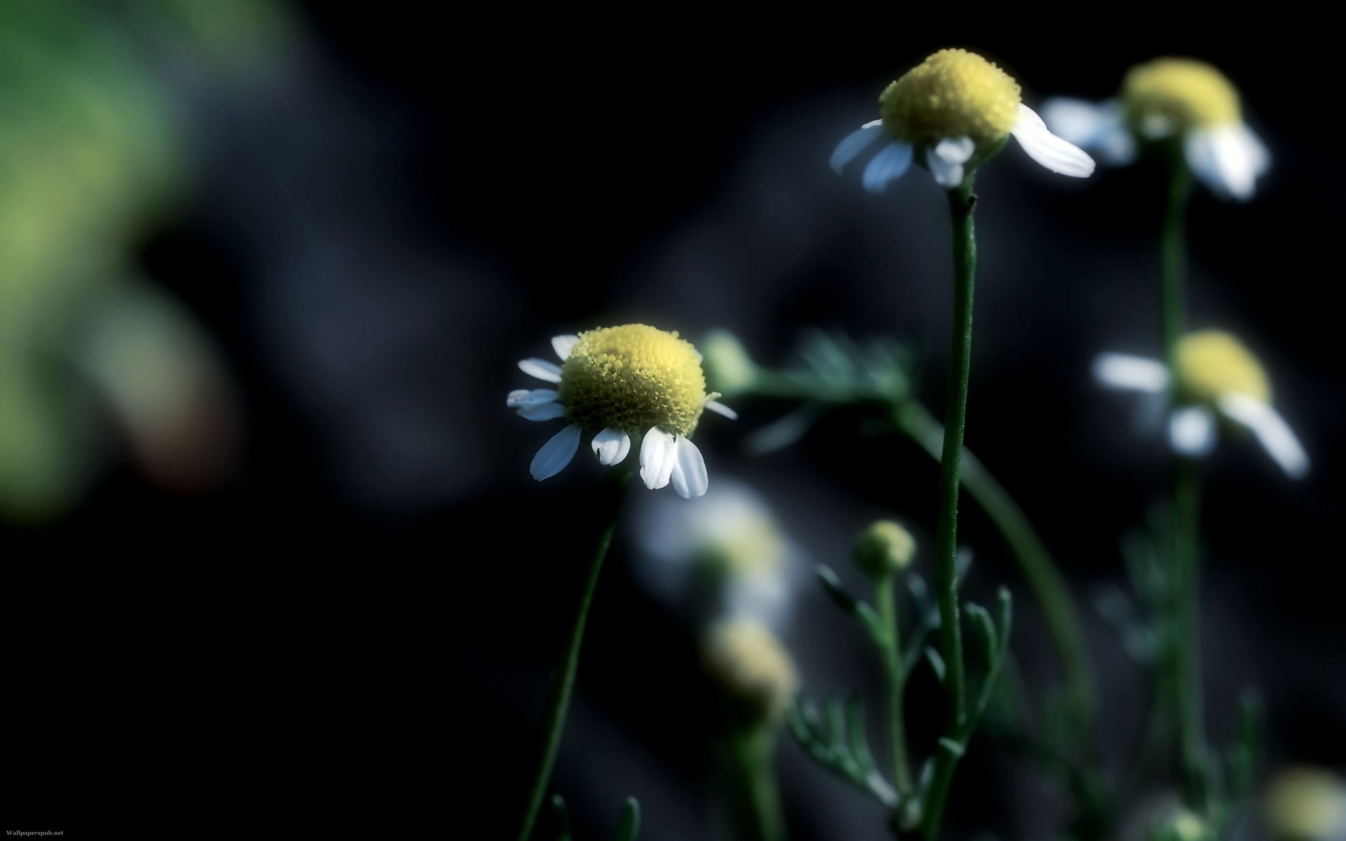 makro gänseblümchen fokus