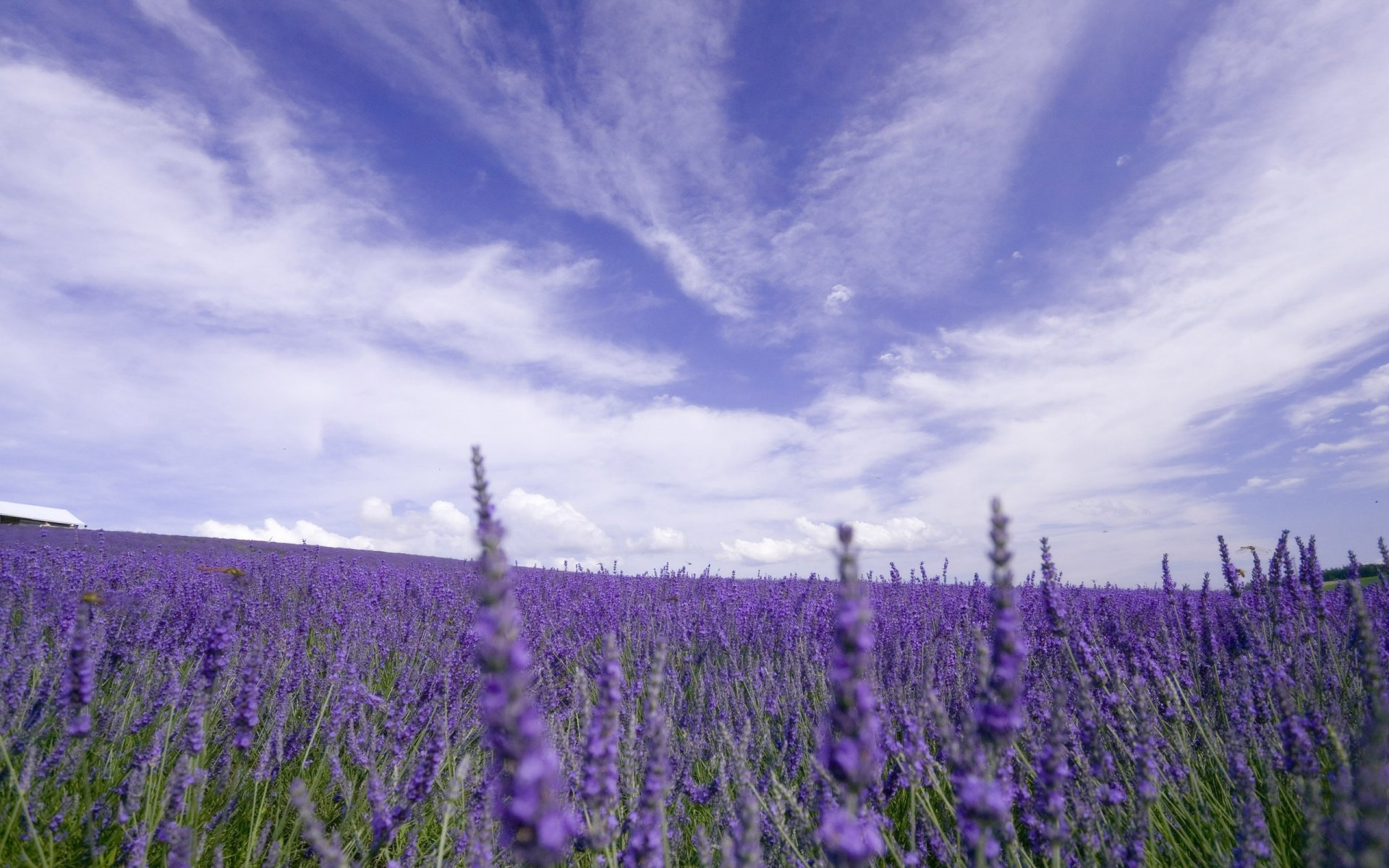 nature champ fleurs lavande ciel nuages