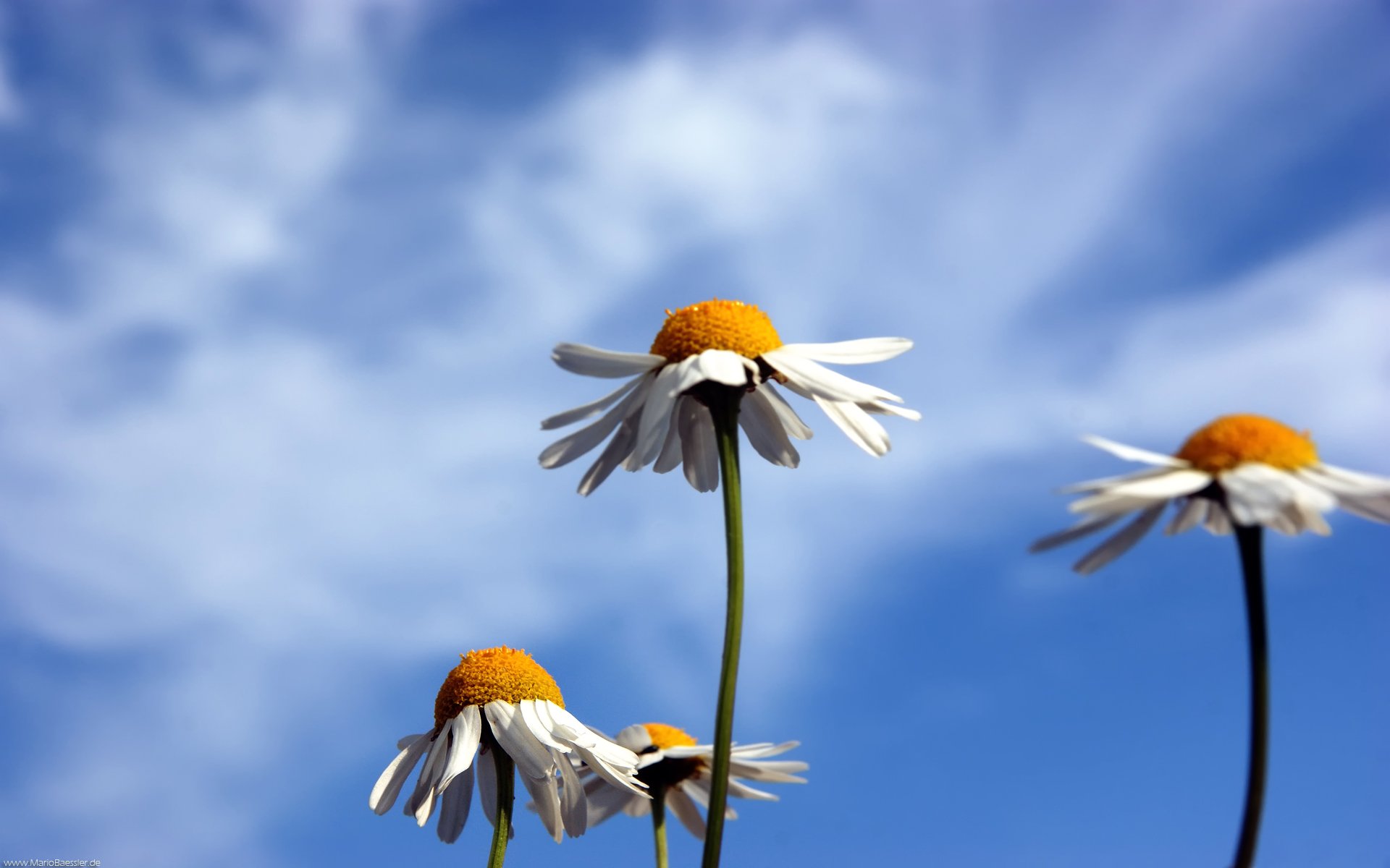 chamomile sky nature