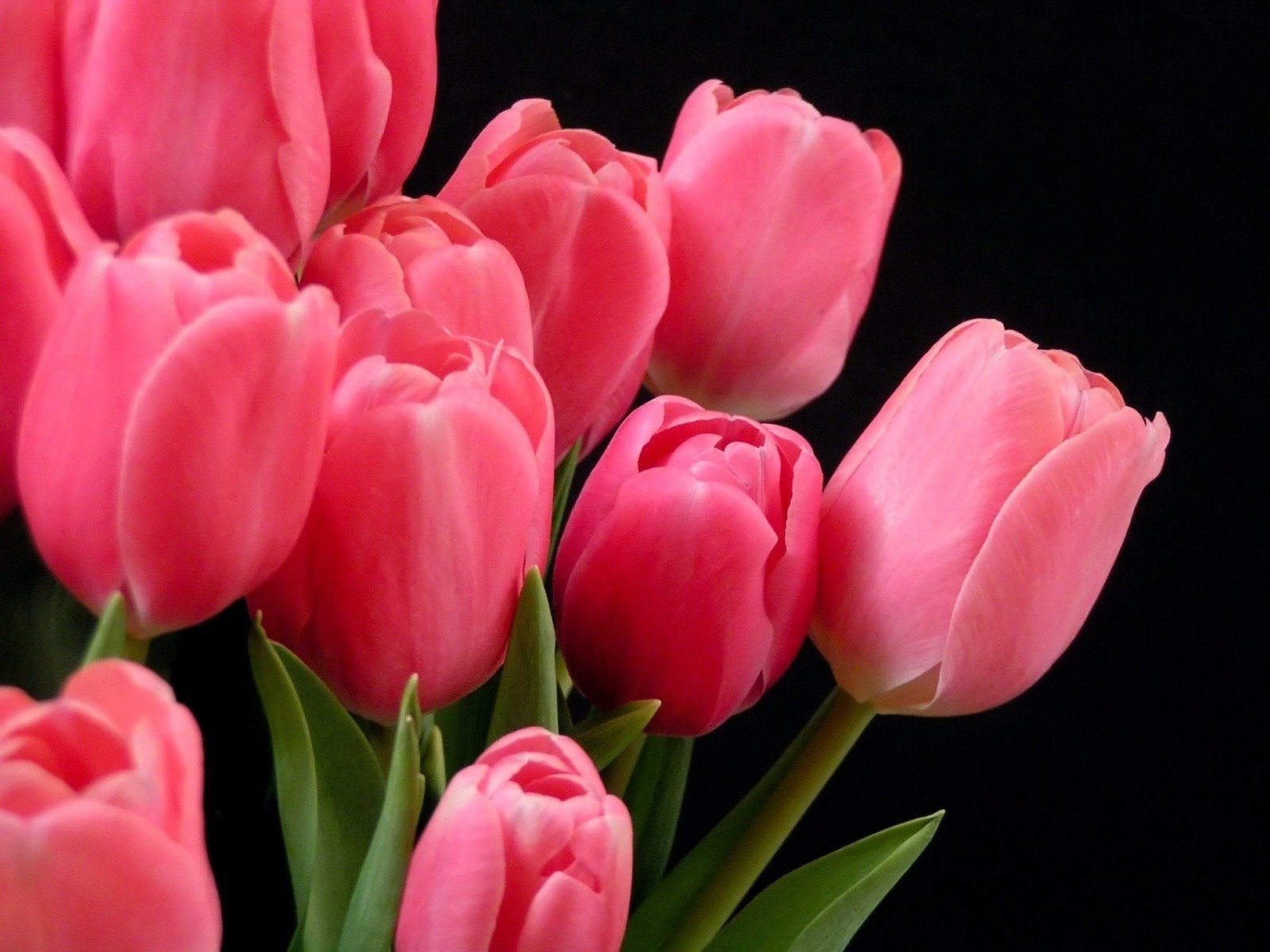 tulipes rose sur fond sombre