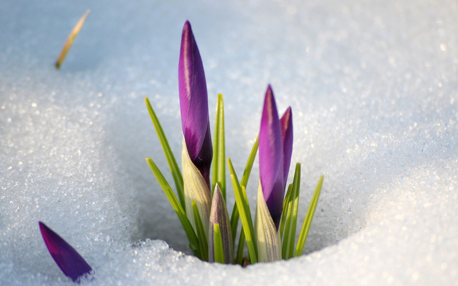 flores nieve primavera