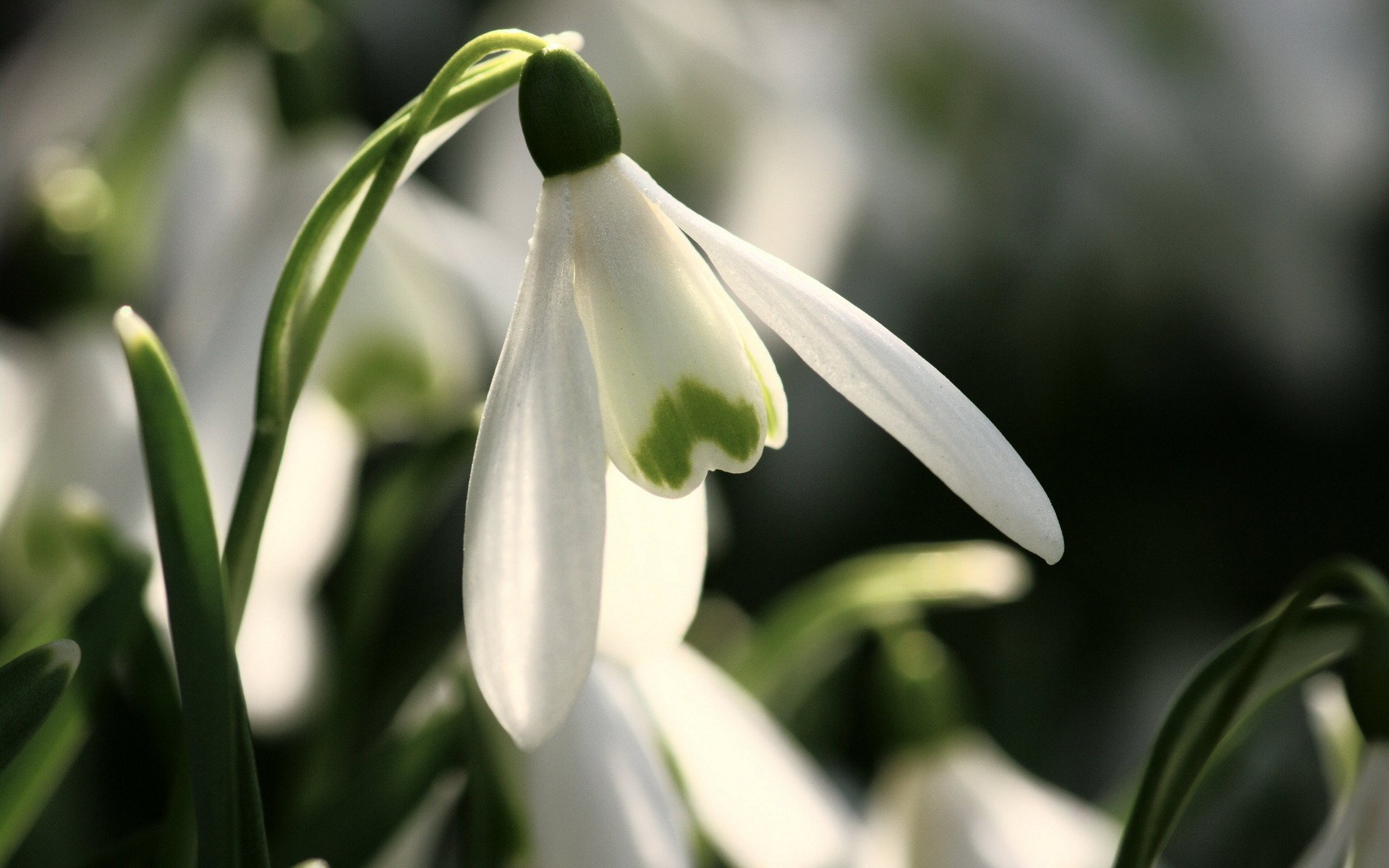 nowdrops primroses spring close up flower