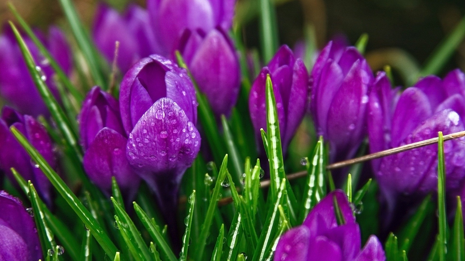 tulipani steli foglie petali macro rugiada gocce