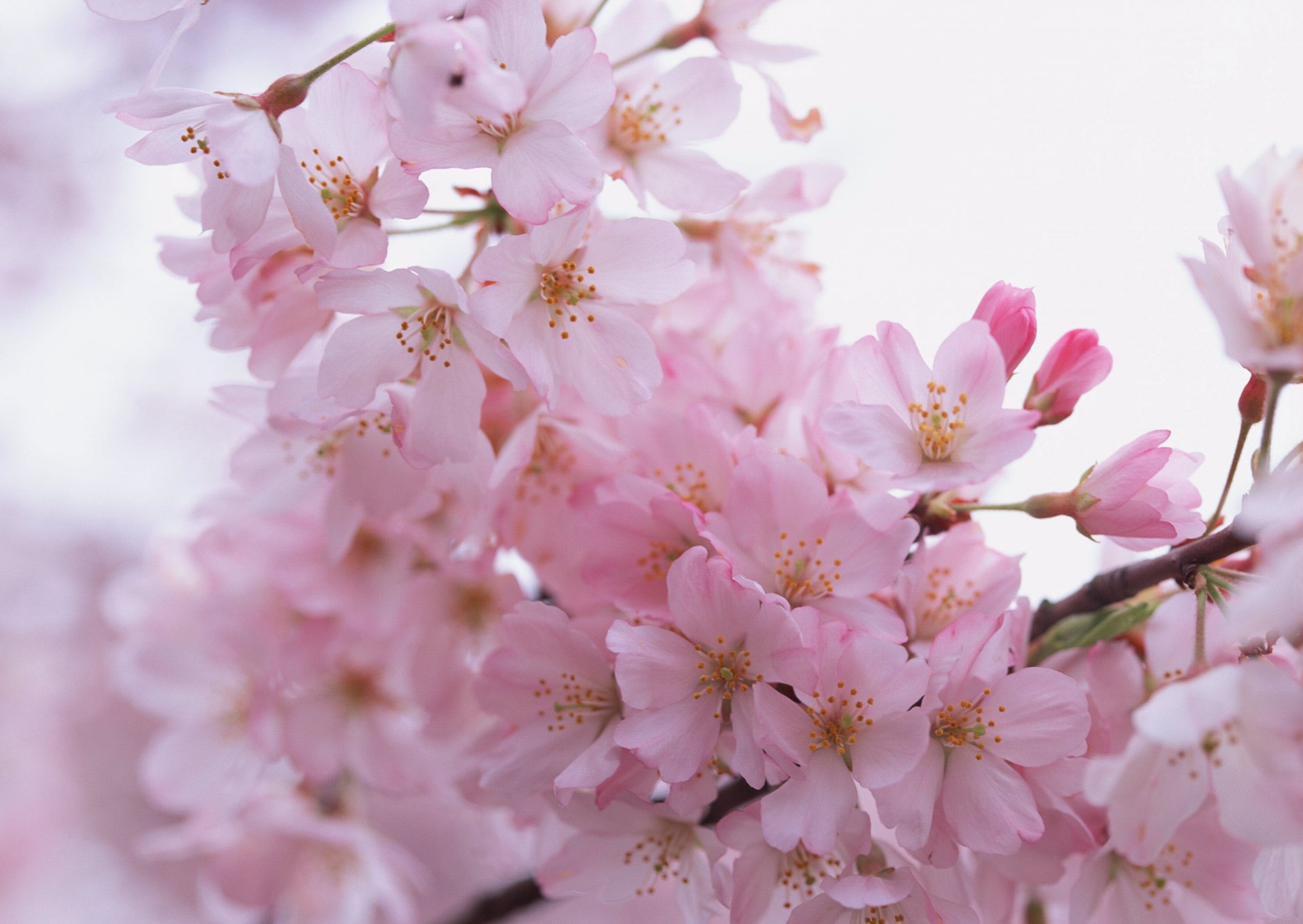 flower pink petals branches spring