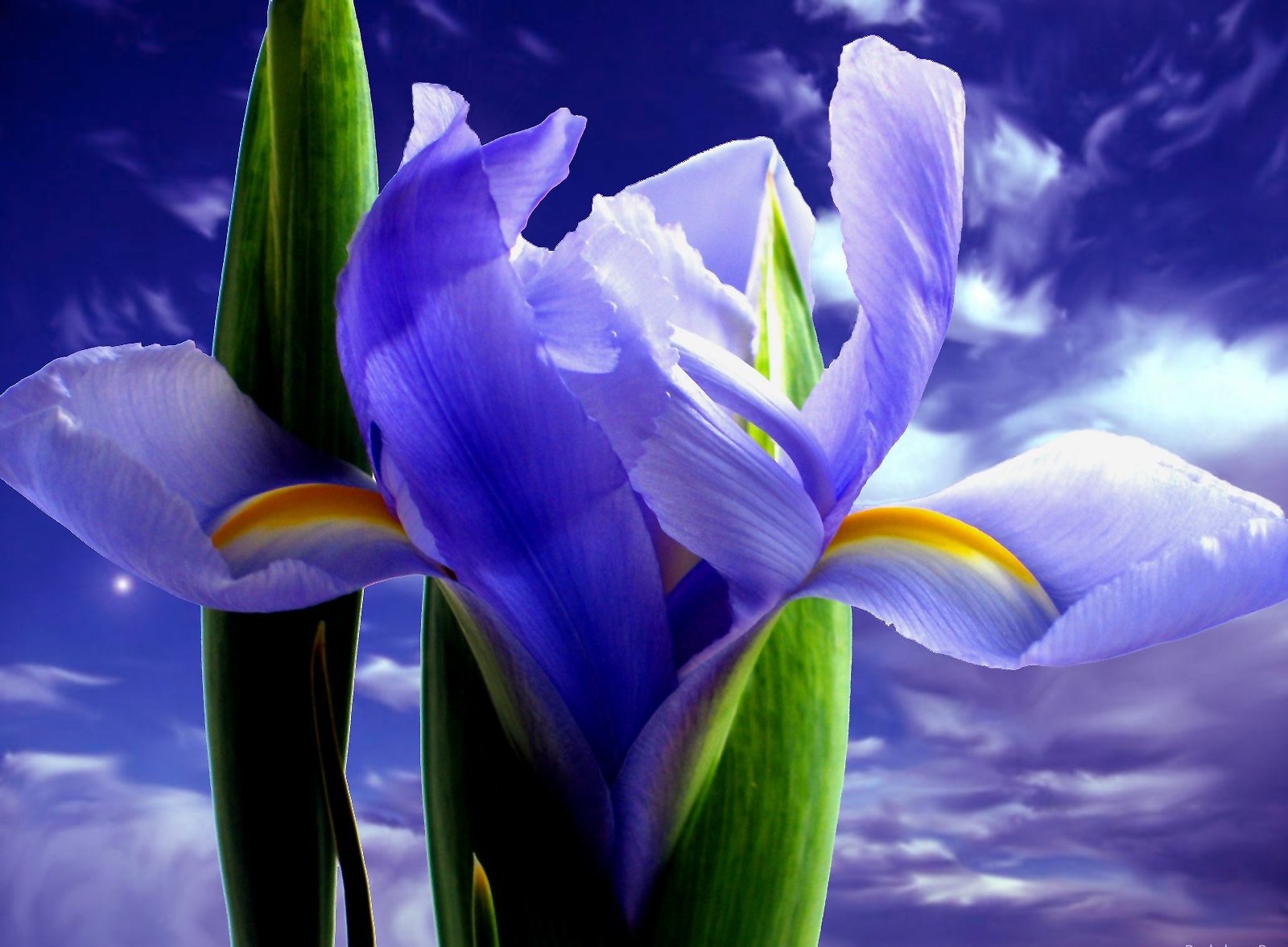 iris sky flower