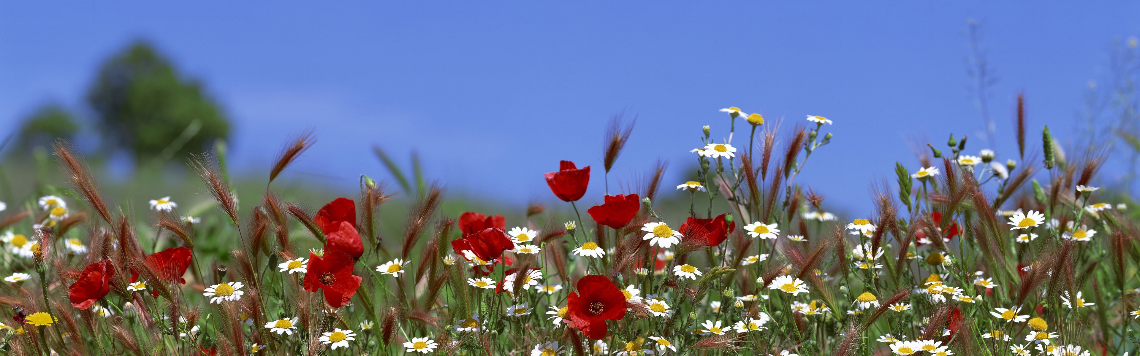 cielo fiori papaveri margherite estate erba spighe