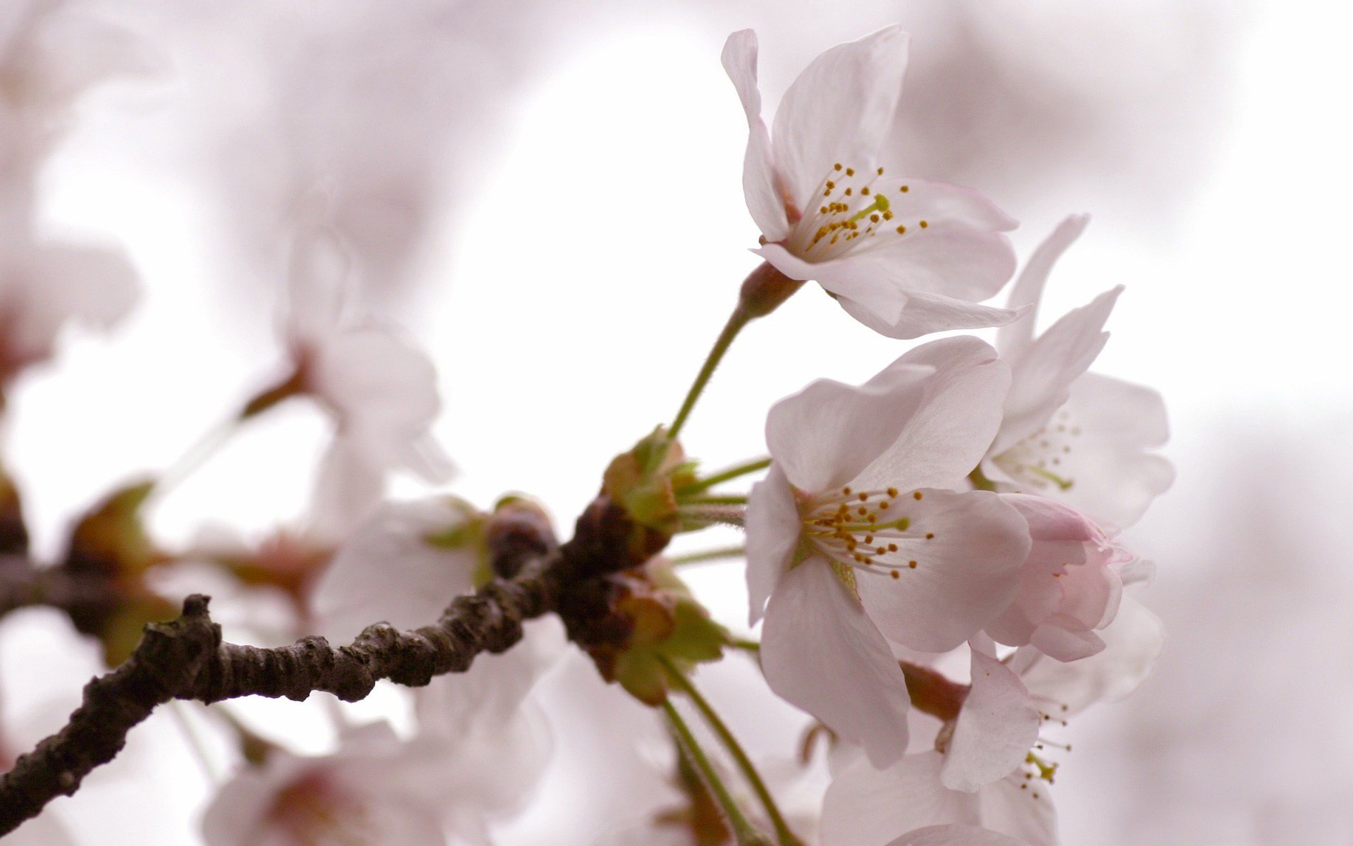 árbol flores primavera