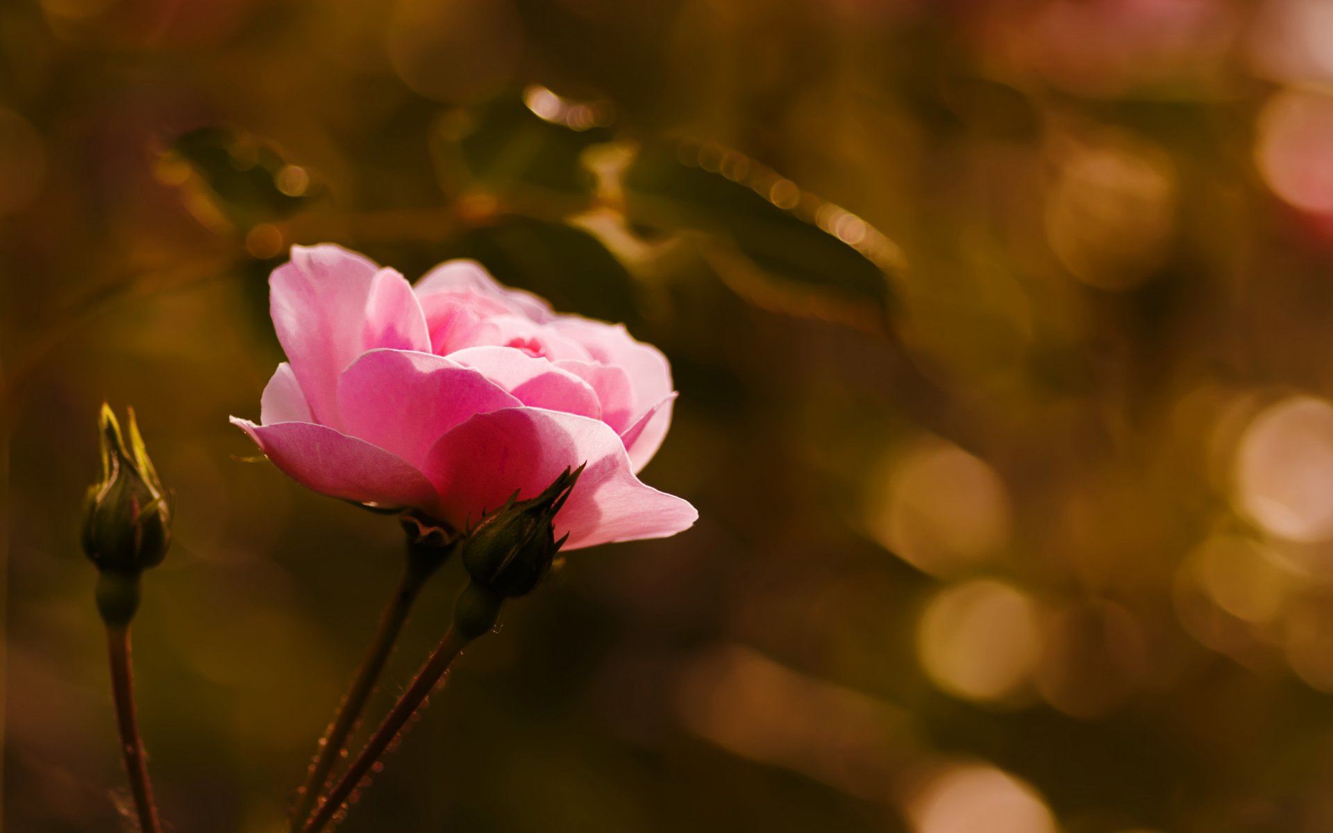 flor rosa brotes macro