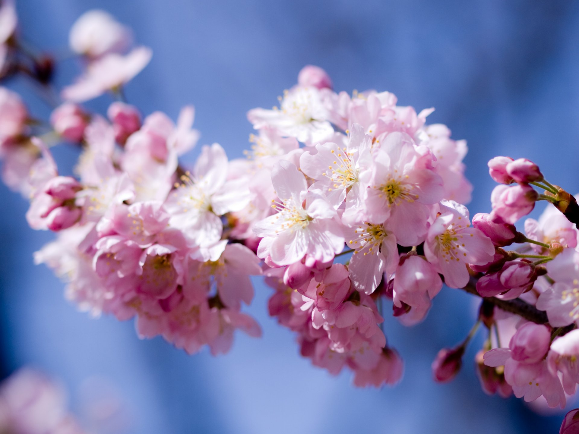 sakura cereza floración flores pétalos rosa cielo primavera