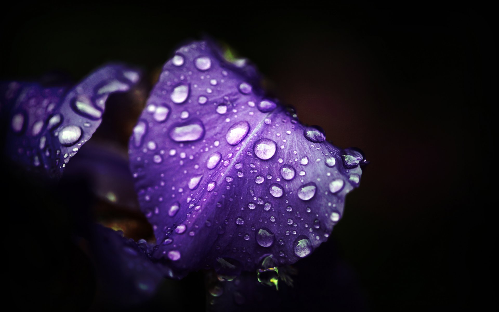 fiori macro natura foto