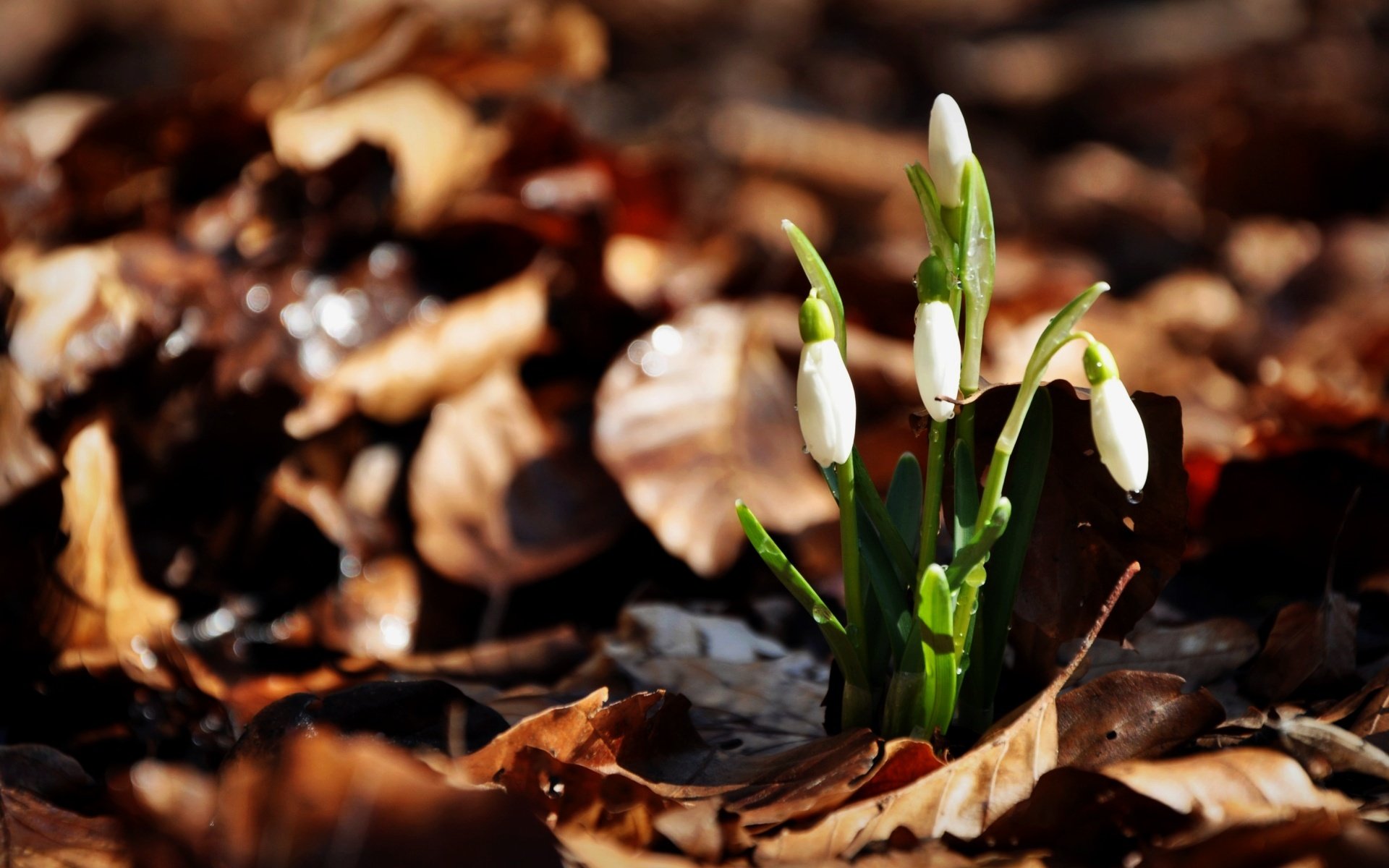 feuilles trois perce-neige