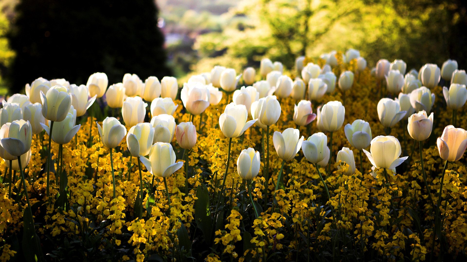 primavera parco piazza aiuola fiori bianco giallo tulipani colori sfocatura sole luce abbagliamento