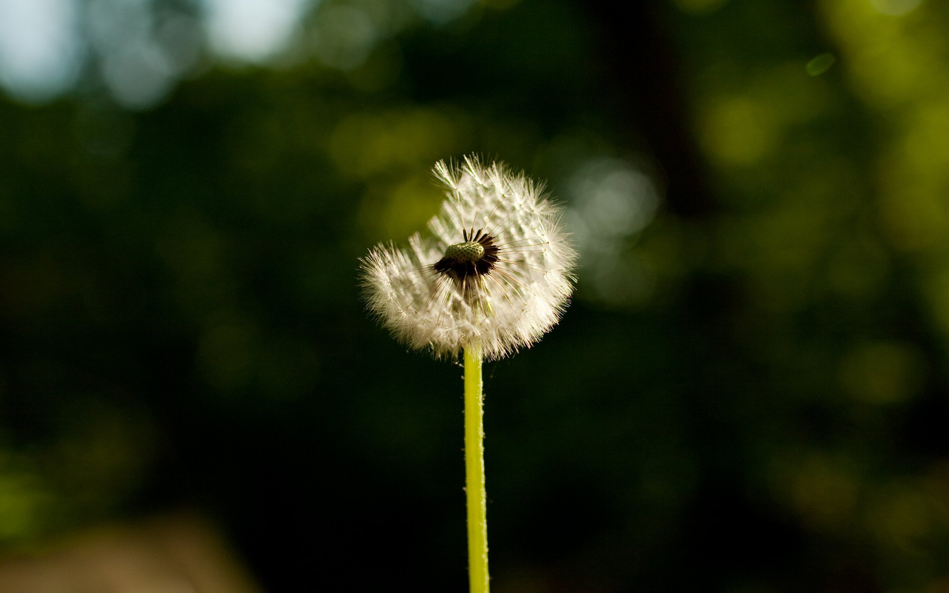 fleurs gros plan de pissenlits photographie nature