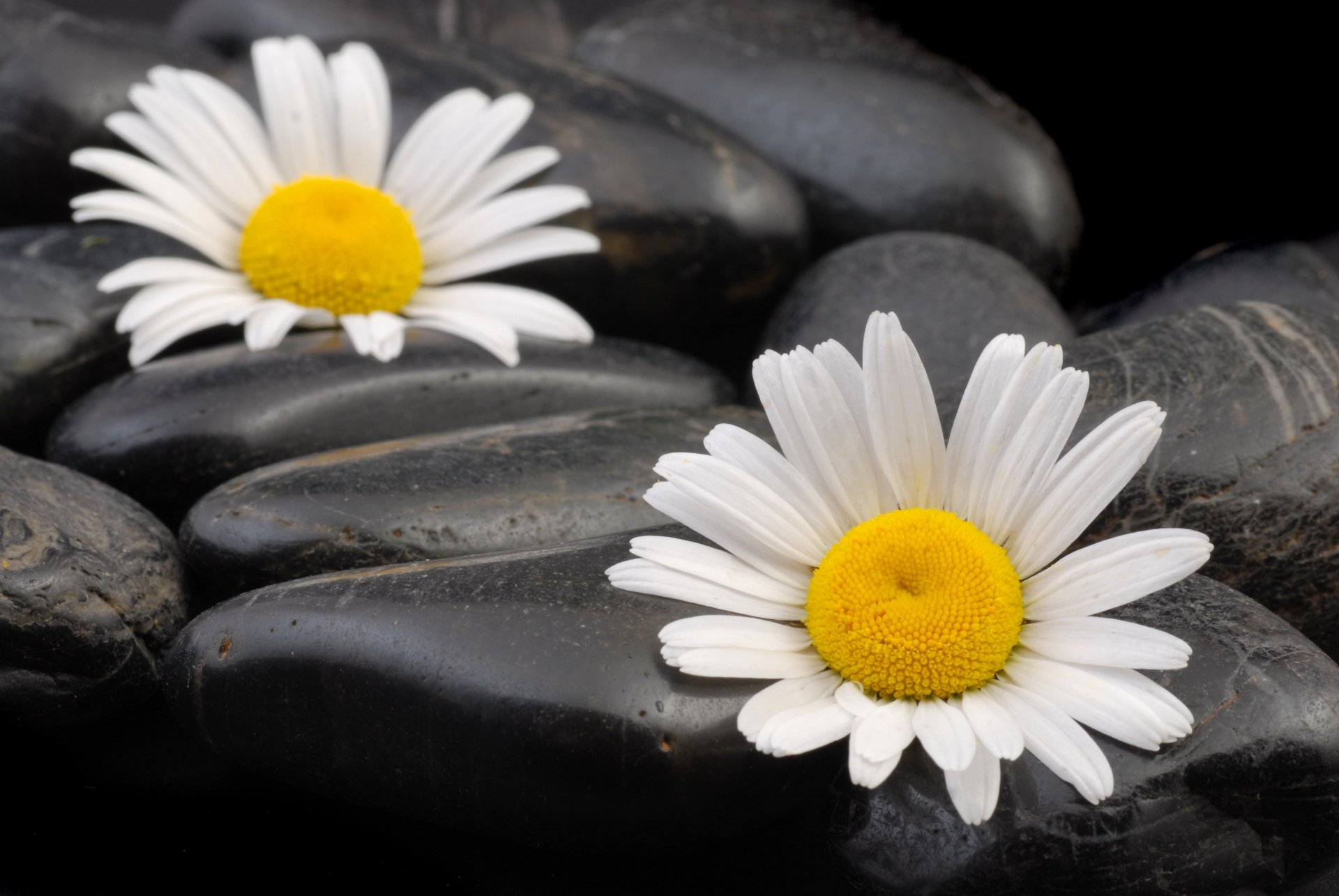 chamomile stones close up