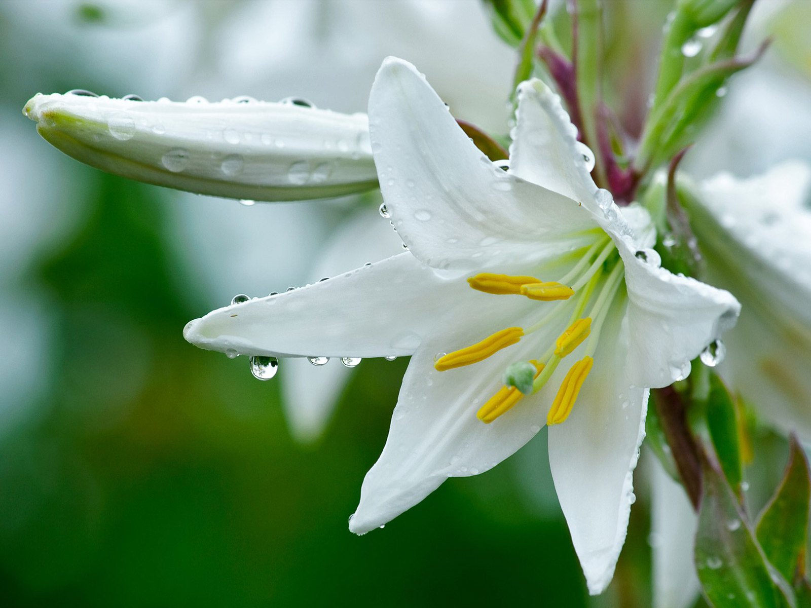 flor lirio blanco gotas de rocío