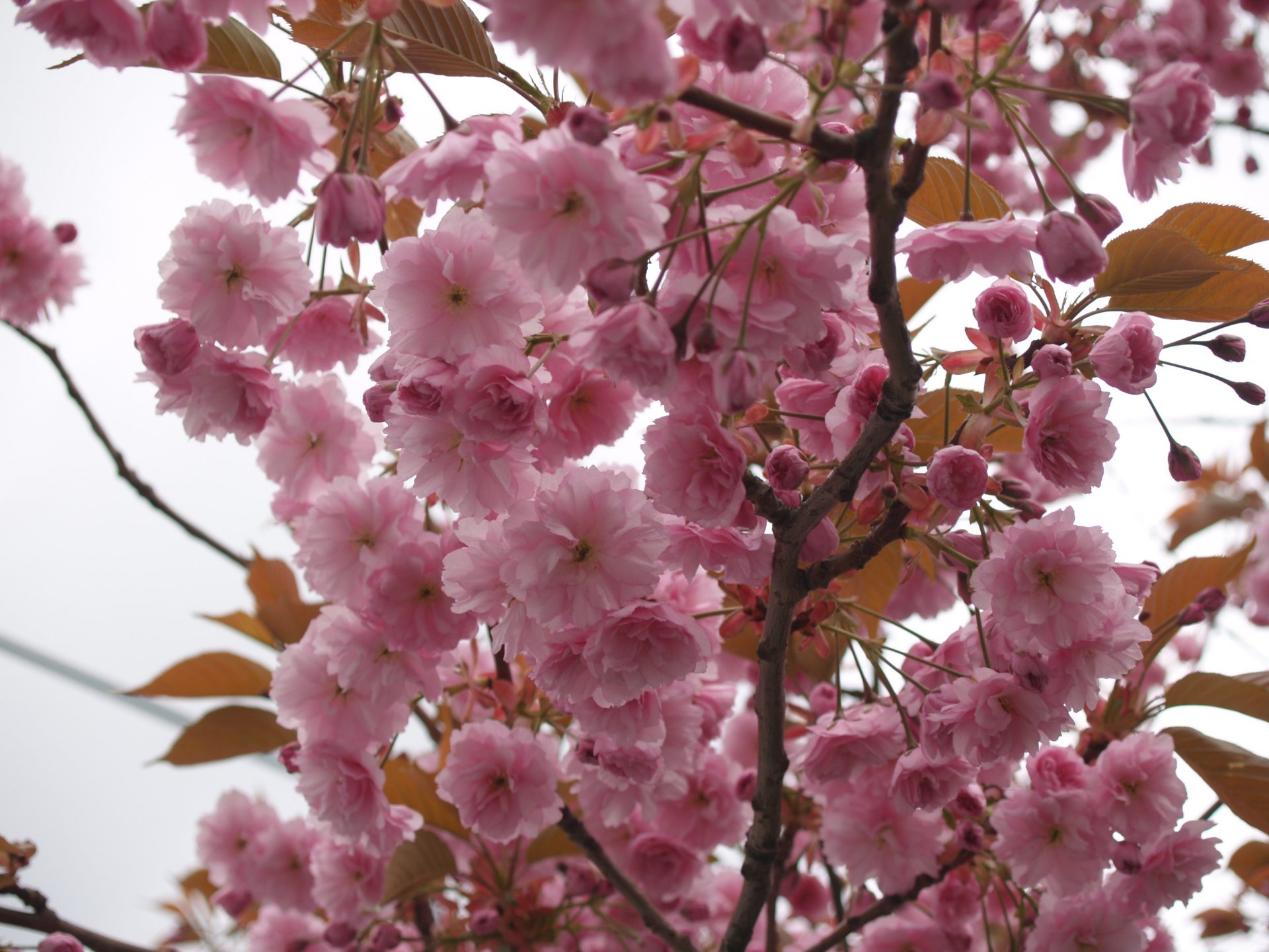 sakura flores pétalos rosa árbol ramas cielo macro primavera ternura