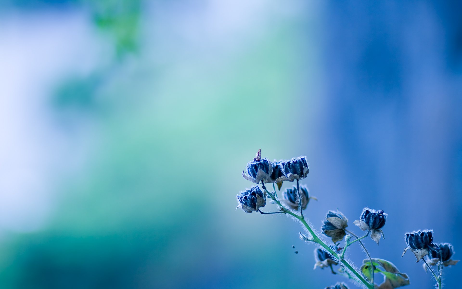 flower blue texture light blue bell