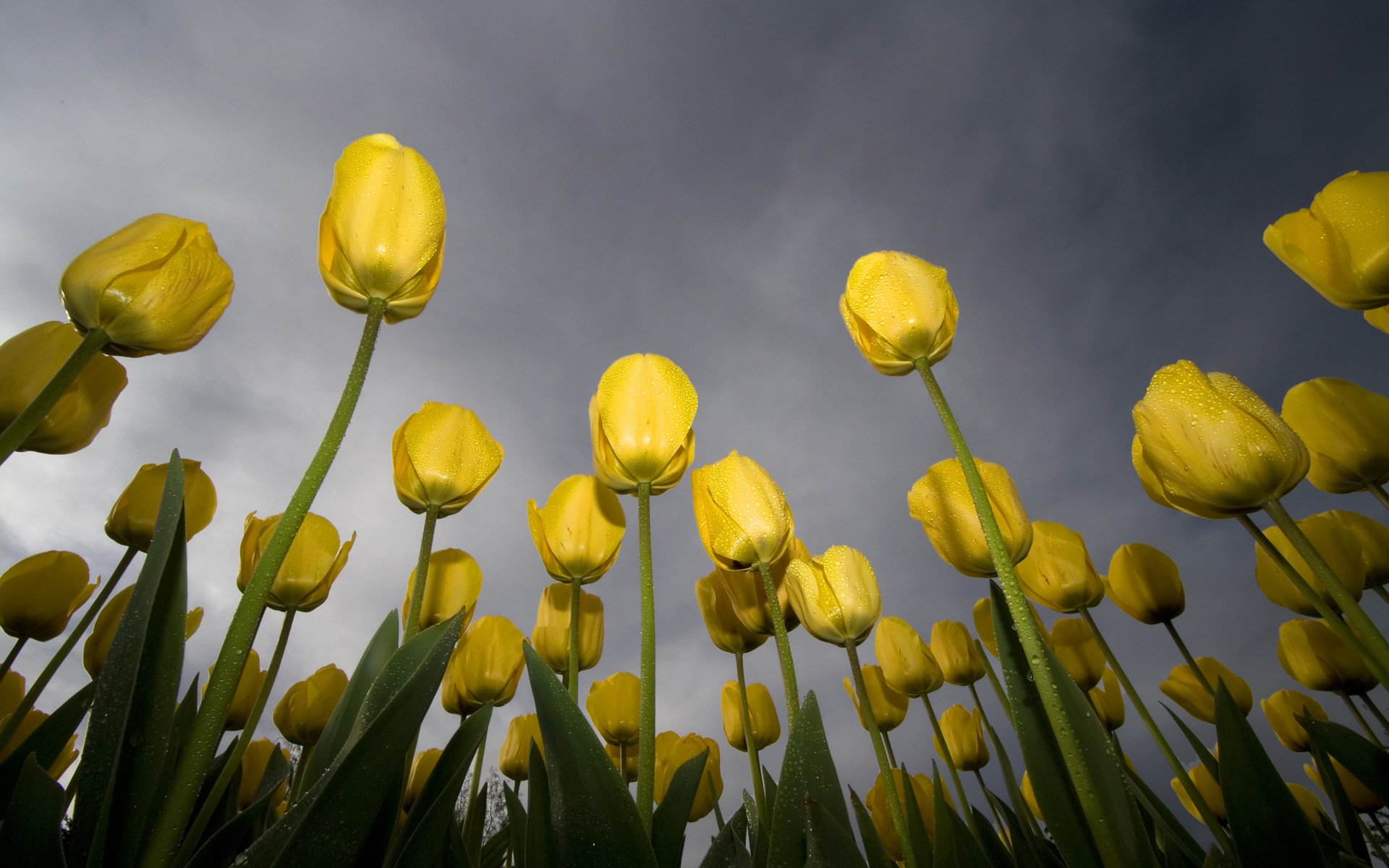 tulipany żółty rosa niebo zielony