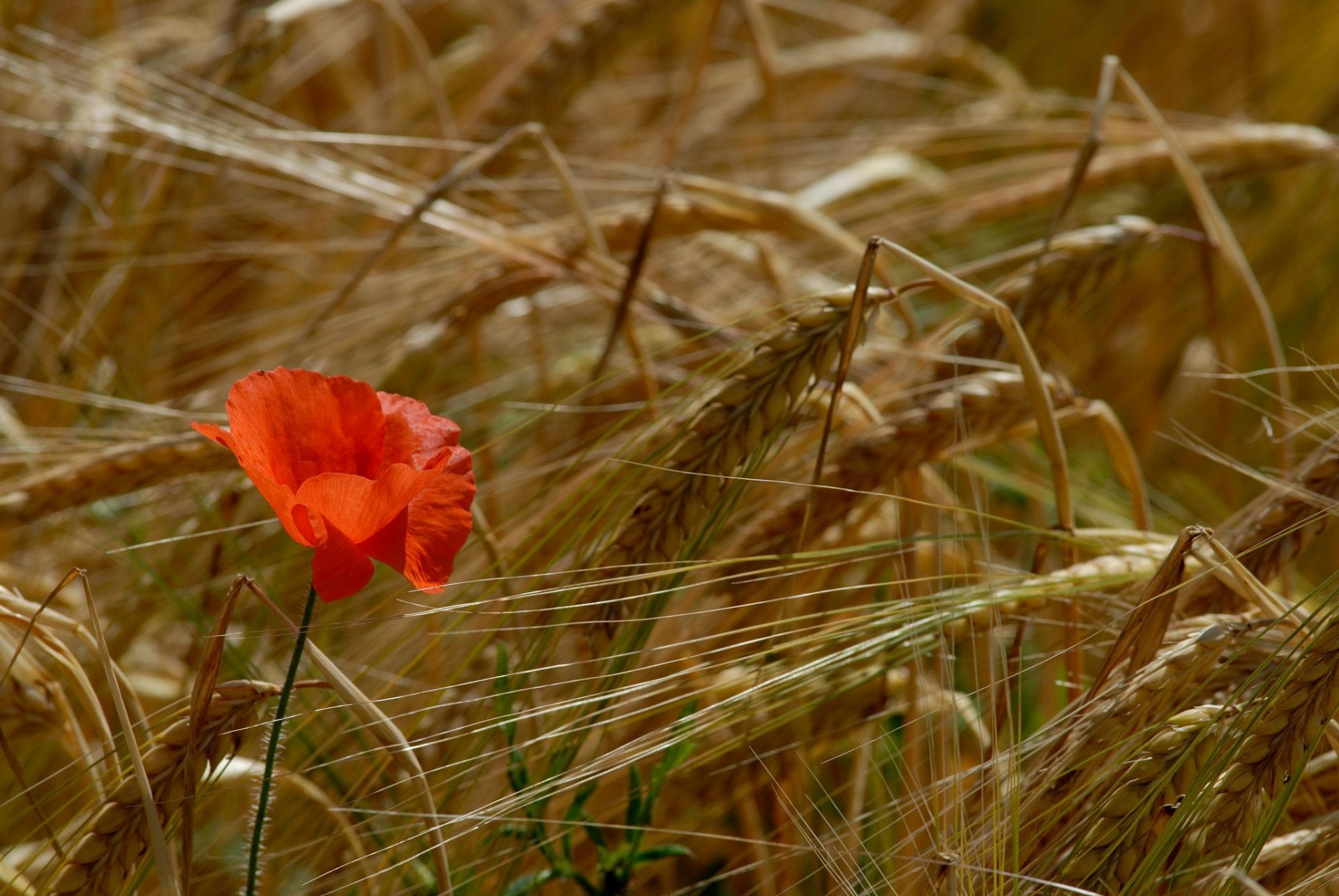 mohnblumen feld ohren