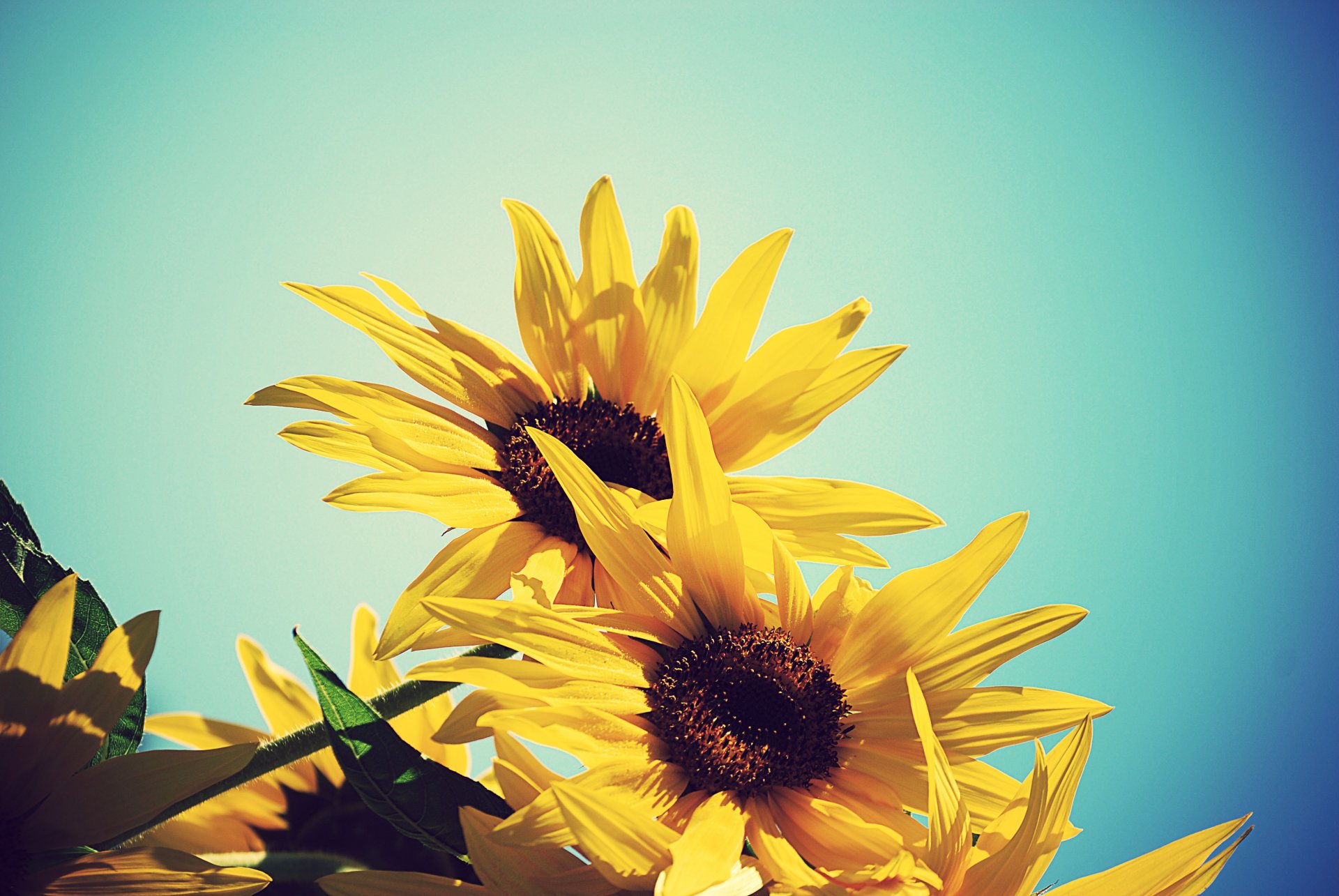 girasol girasoles flores amarillo cielo azul verano