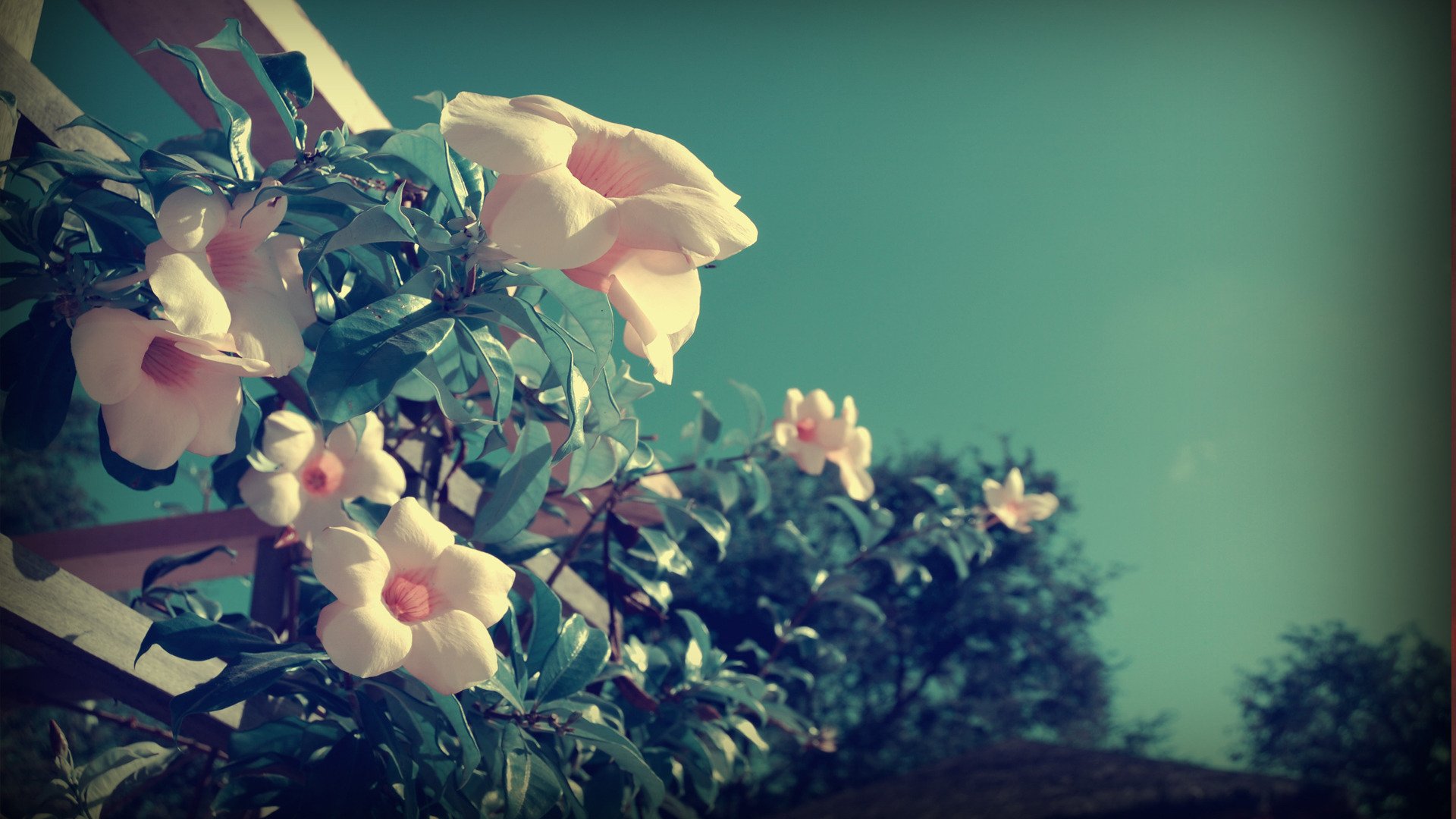 flower leaves plant