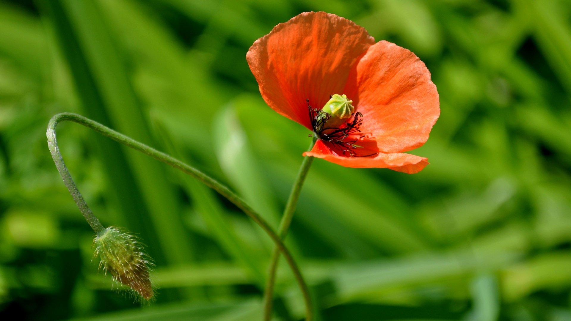 мак цветок макро flowers природа