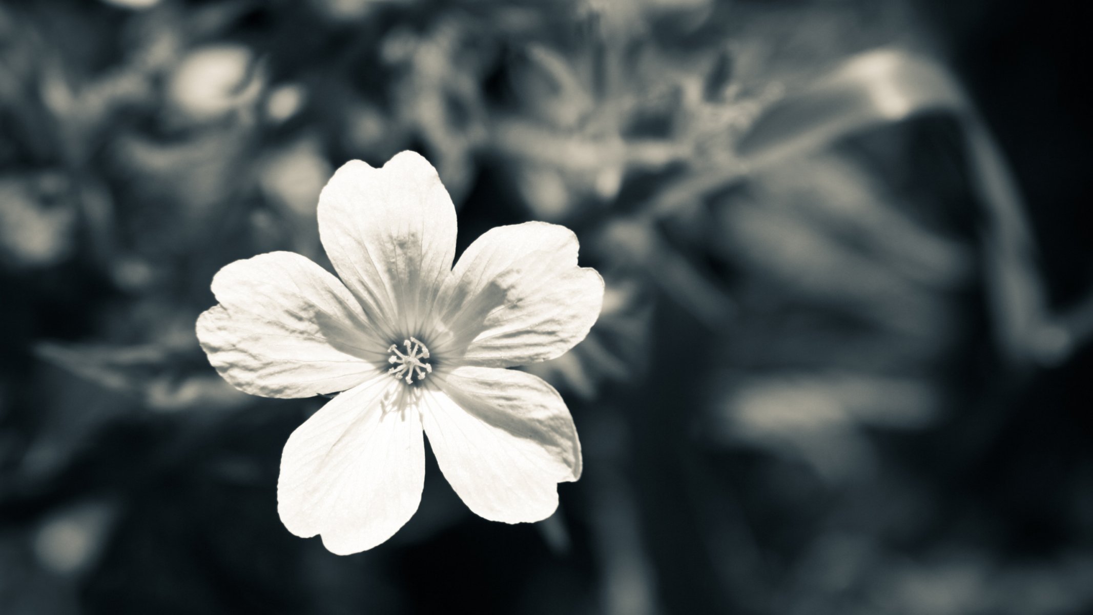 white close up grey